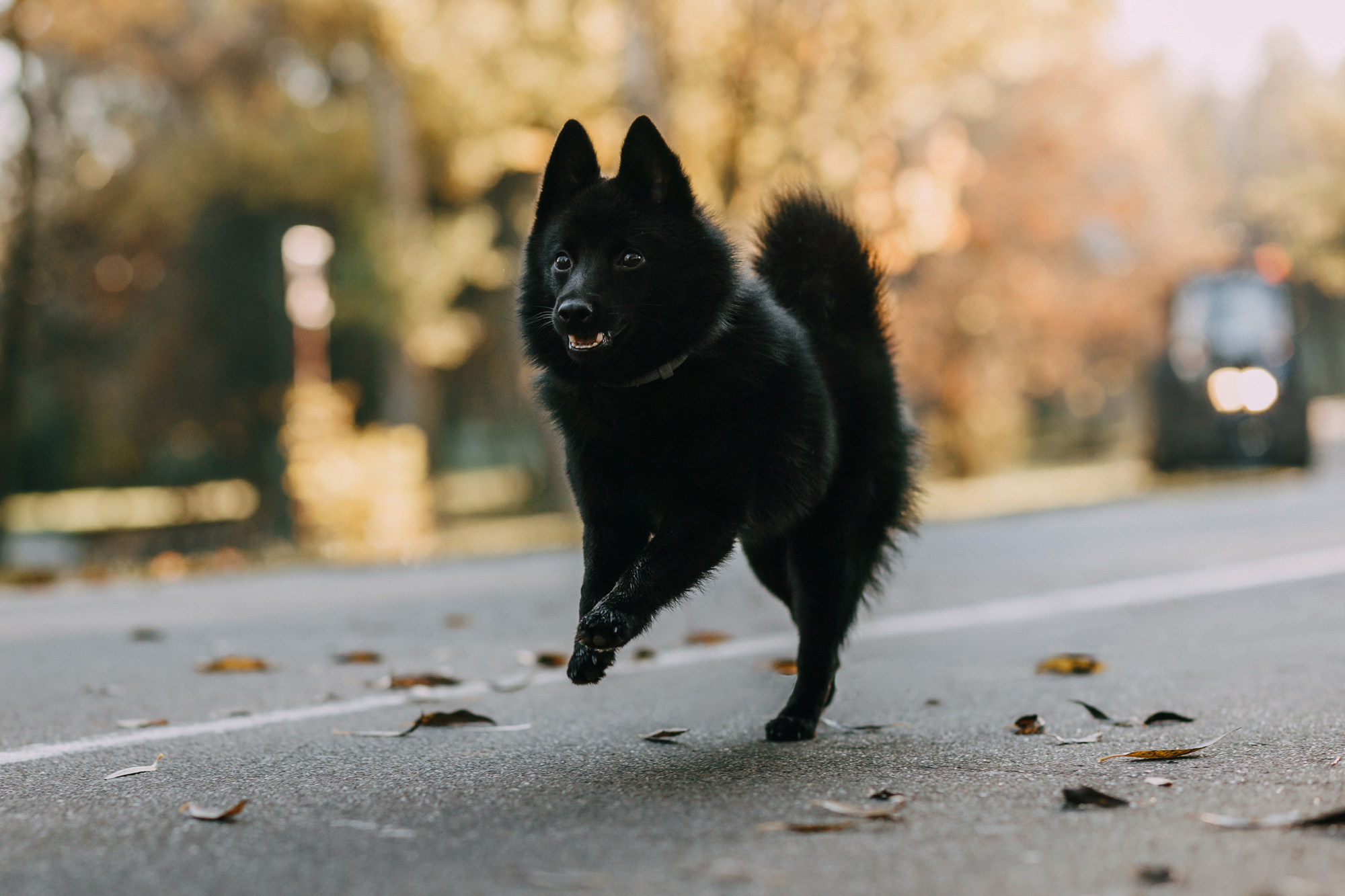 Настасья, Саша и Рокки. Фотограф-анималист Елена Радченко, Москва