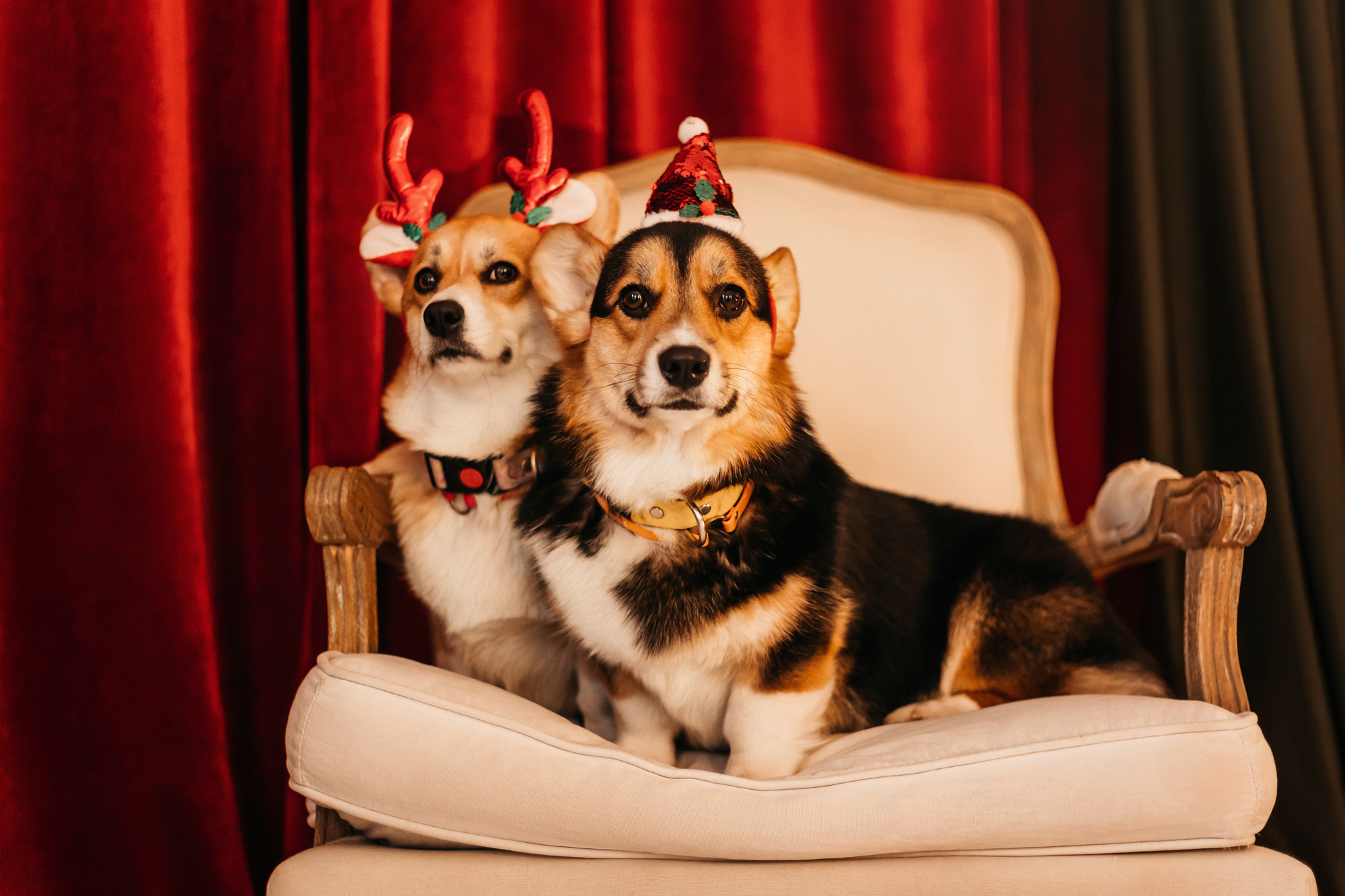 Степаша и Василиса. Фотограф-анималист Елена Радченко, Москва