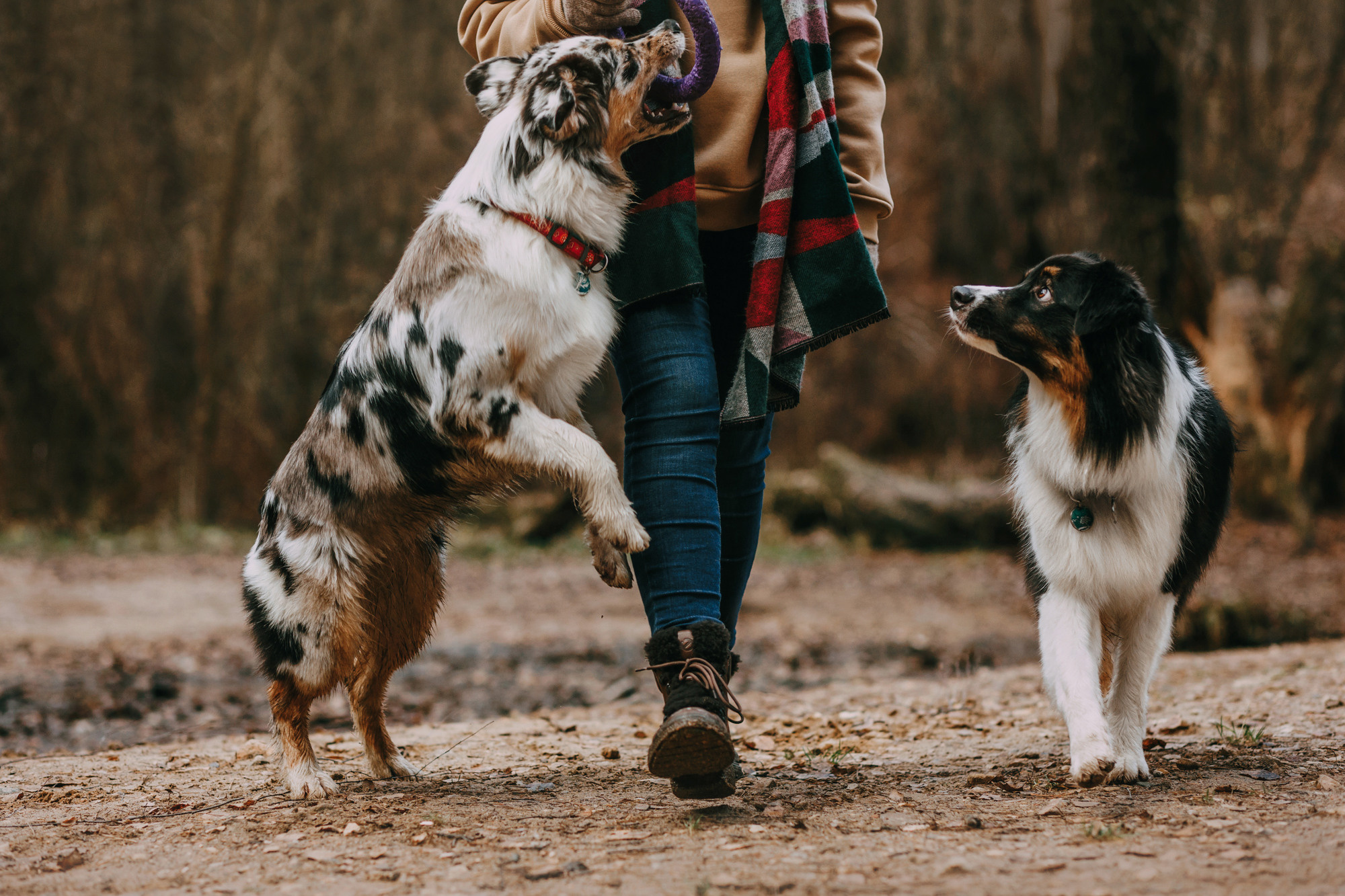 Анна, Чарли и Ева. Фотограф-анималист Елена Радченко, Москва