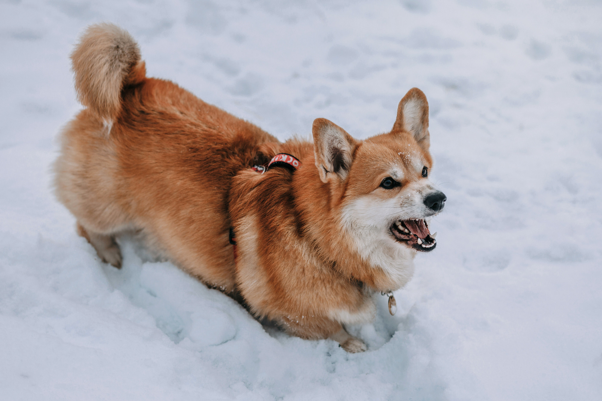 Аня и Фил. Фотограф-анималист Елена Радченко, Москва