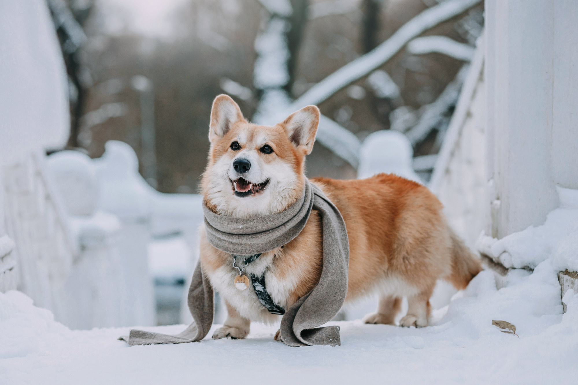 Аня и Фил. Фотограф-анималист Елена Радченко, Москва