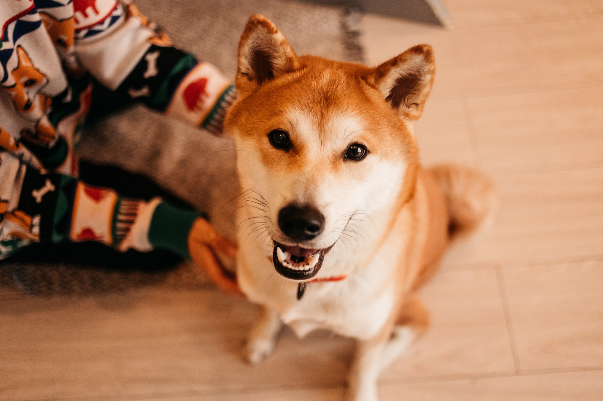 Арчи. Фотограф-анималист Елена Радченко, Москва
