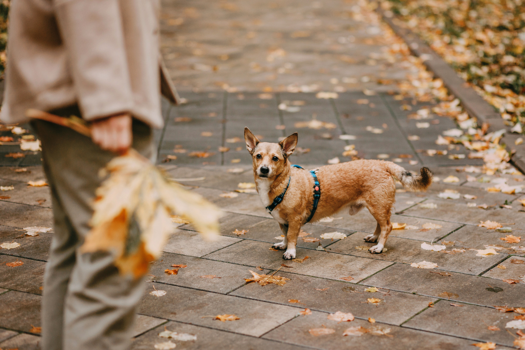 Светлана и Стюарт. Фотограф-анималист Елена Радченко, Москва