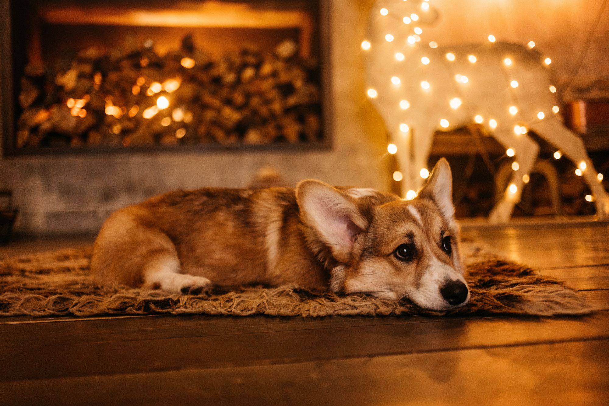 Корина и Моцарт. Фотограф-анималист Елена Радченко, Москва