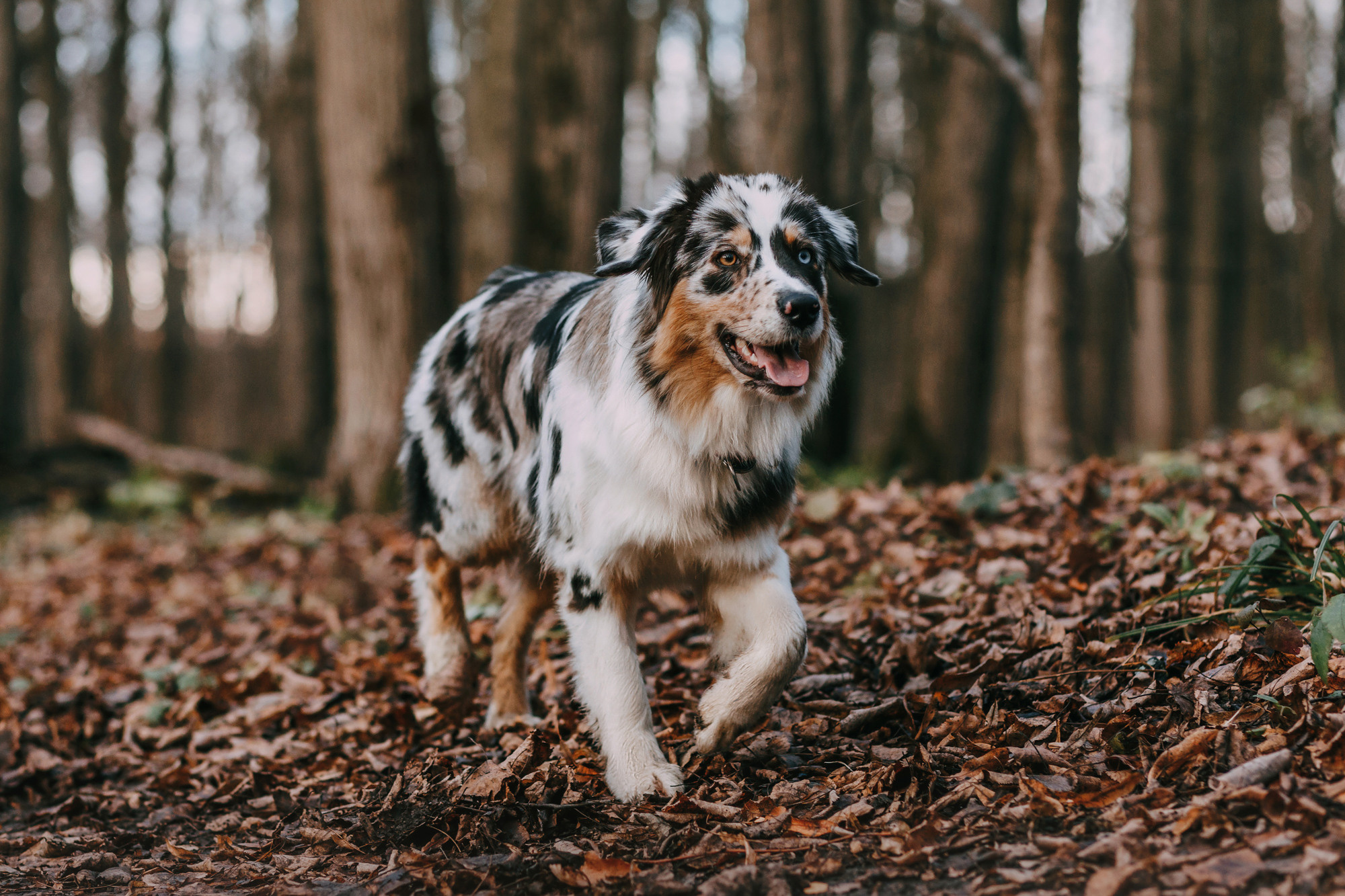 Анна, Чарли и Ева. Фотограф-анималист Елена Радченко, Москва