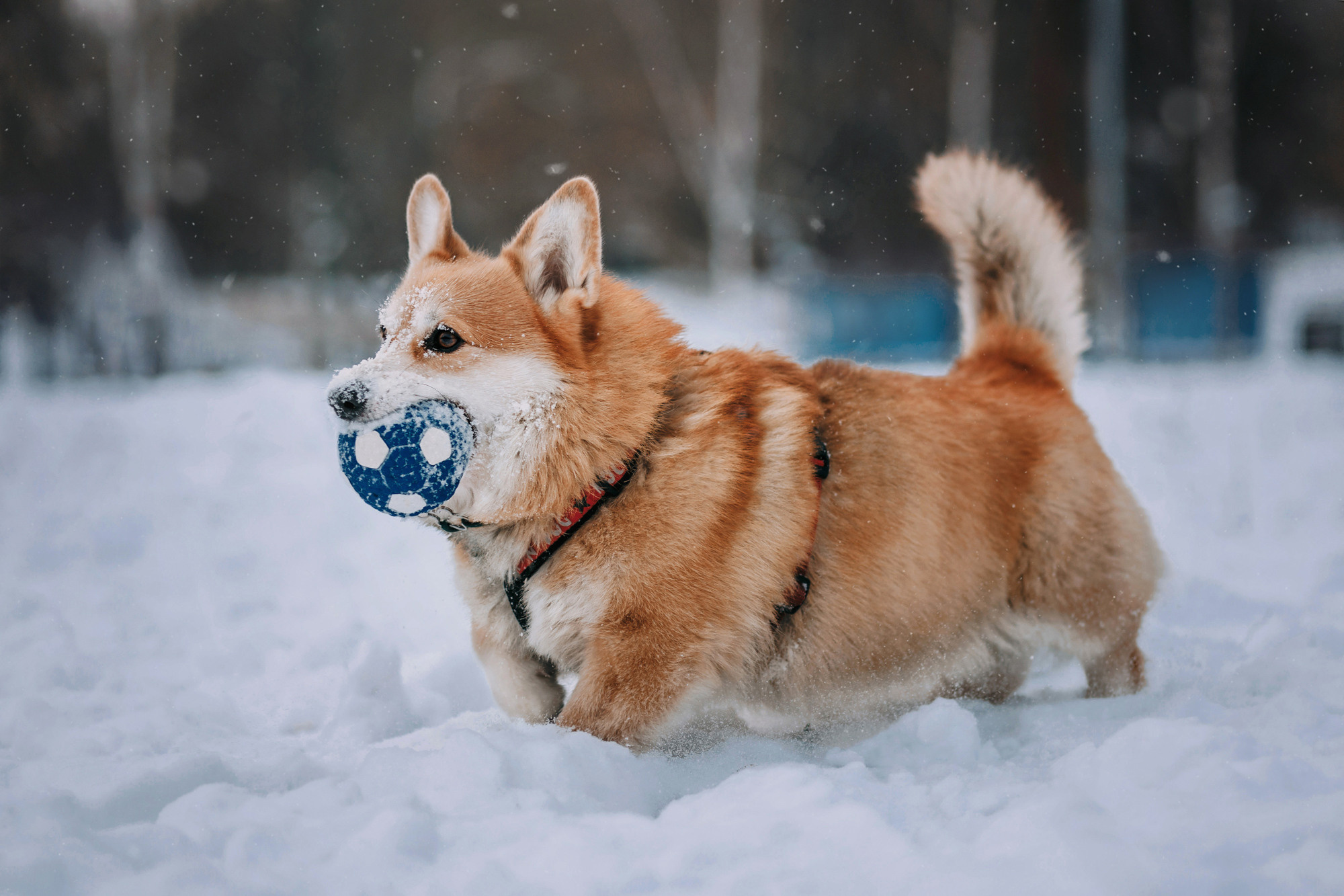 Аня и Фил. Фотограф-анималист Елена Радченко, Москва