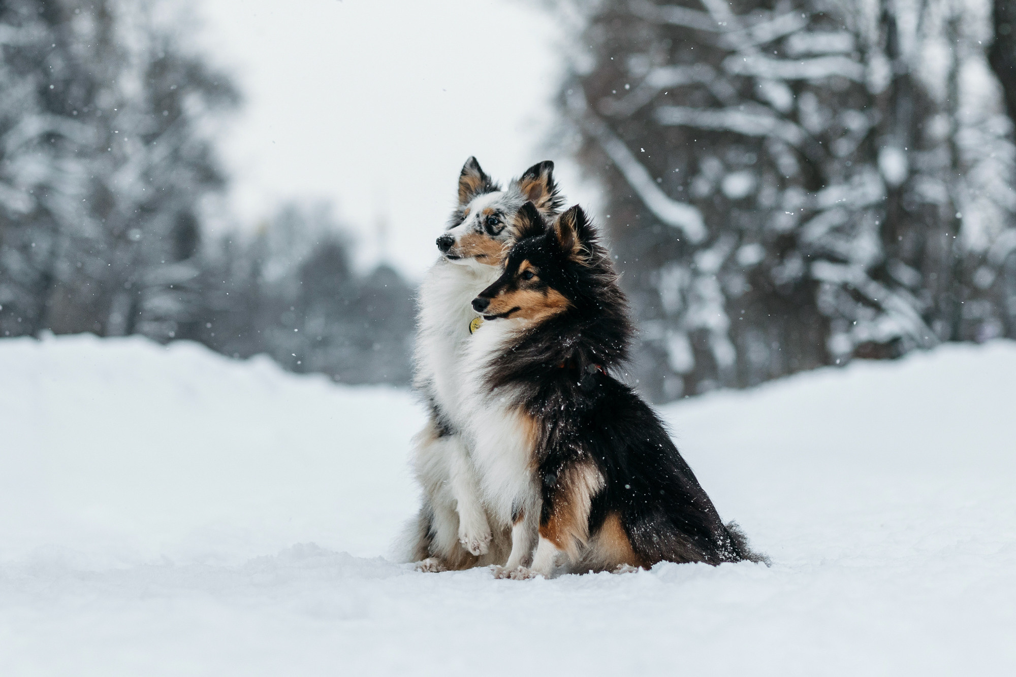 Александра, Бум и Нэвис. Фотограф-анималист Елена Радченко, Москва