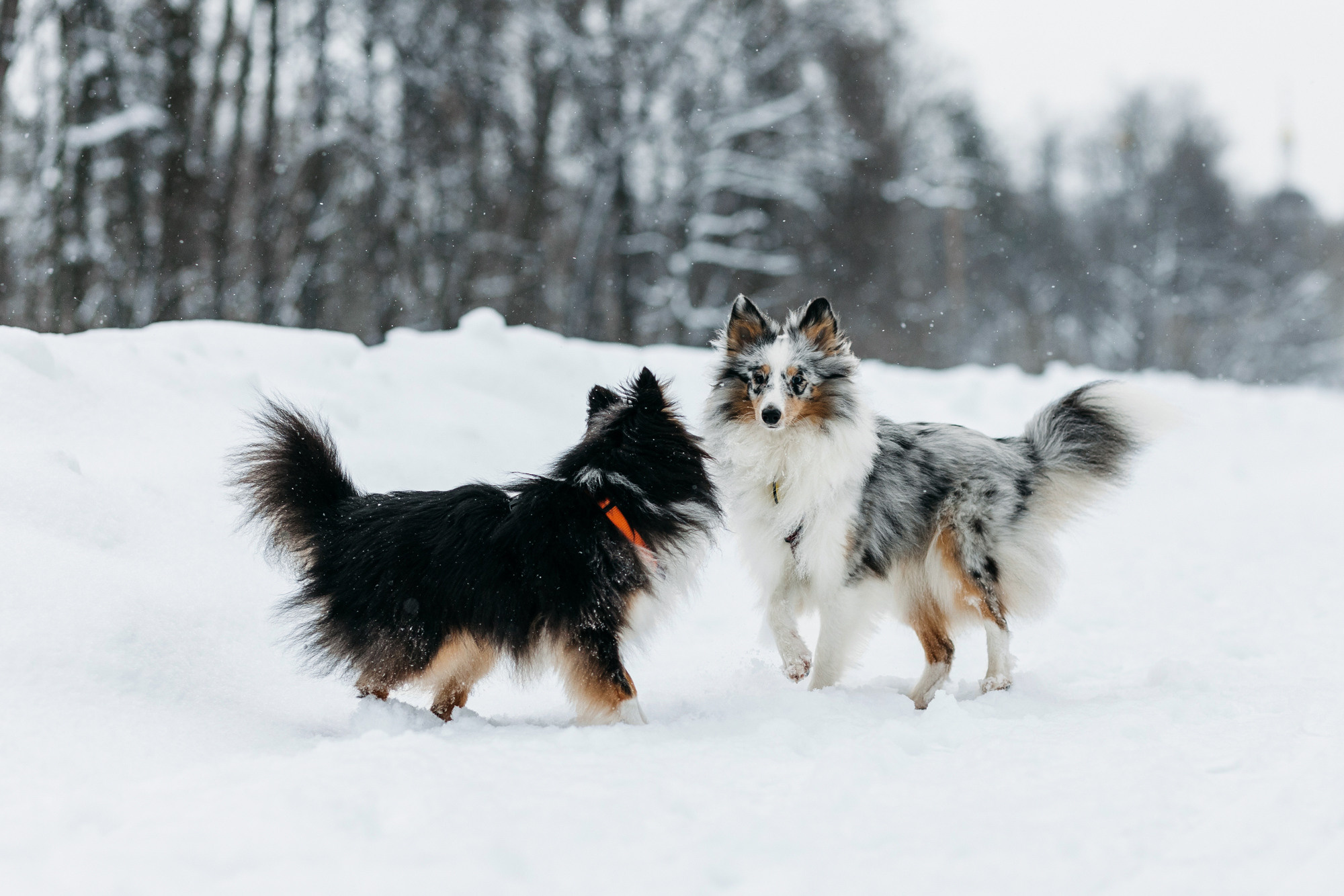 Александра, Бум и Нэвис. Фотограф-анималист Елена Радченко, Москва