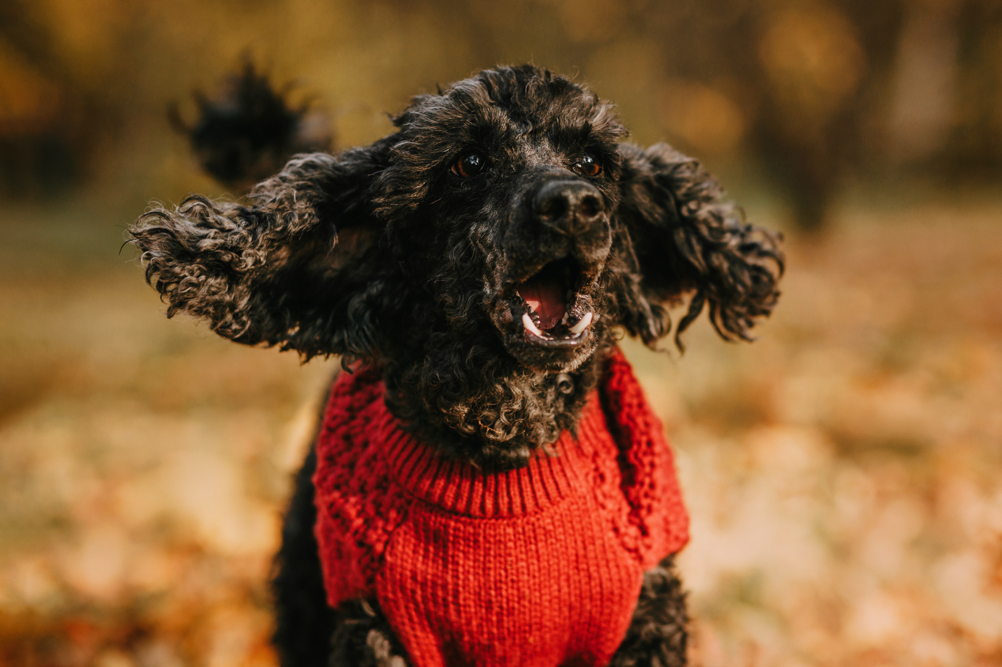 Дарья и Патрик. Фотограф-анималист Елена Радченко, Москва
