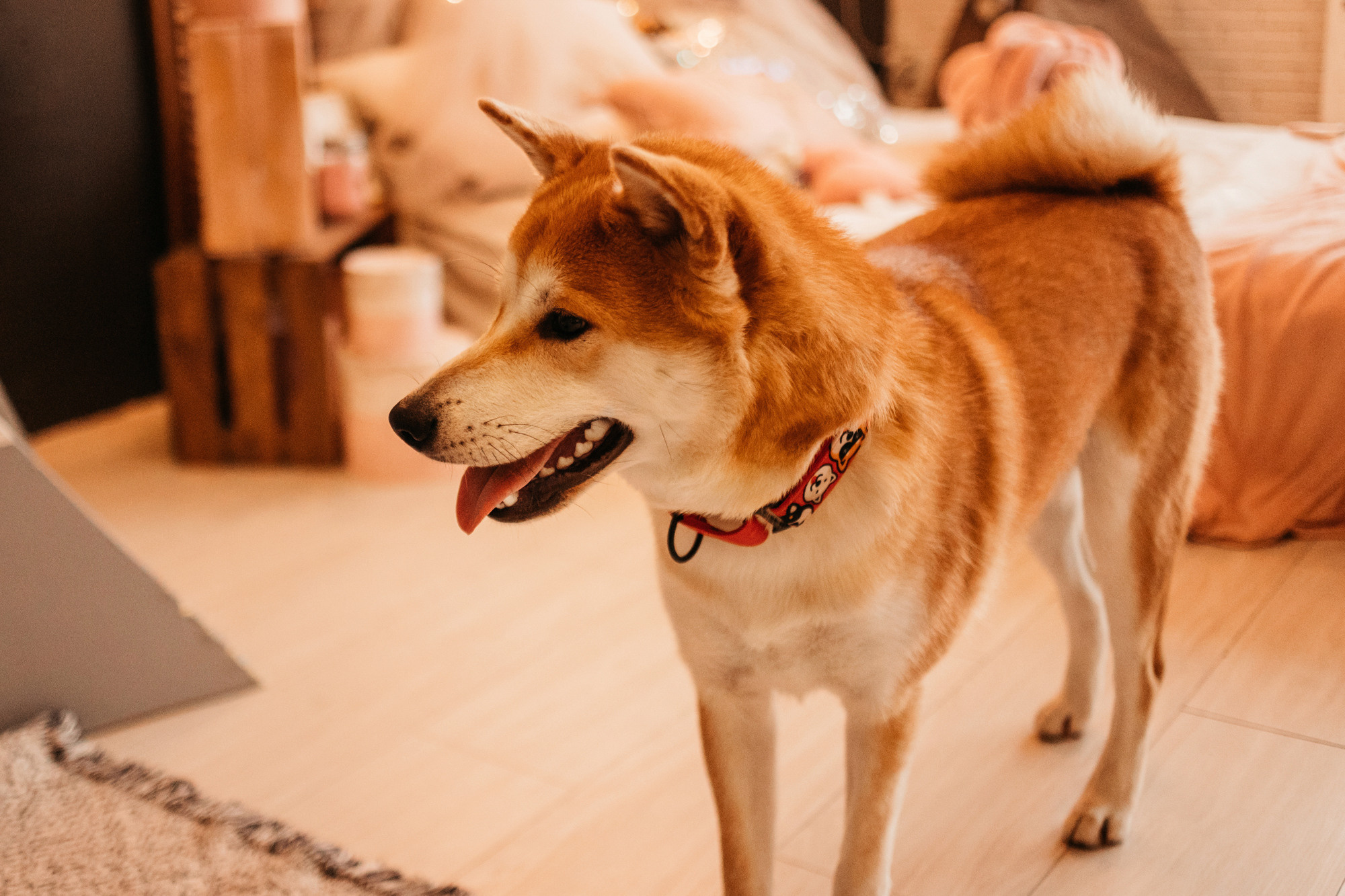 Арчи. Фотограф-анималист Елена Радченко, Москва