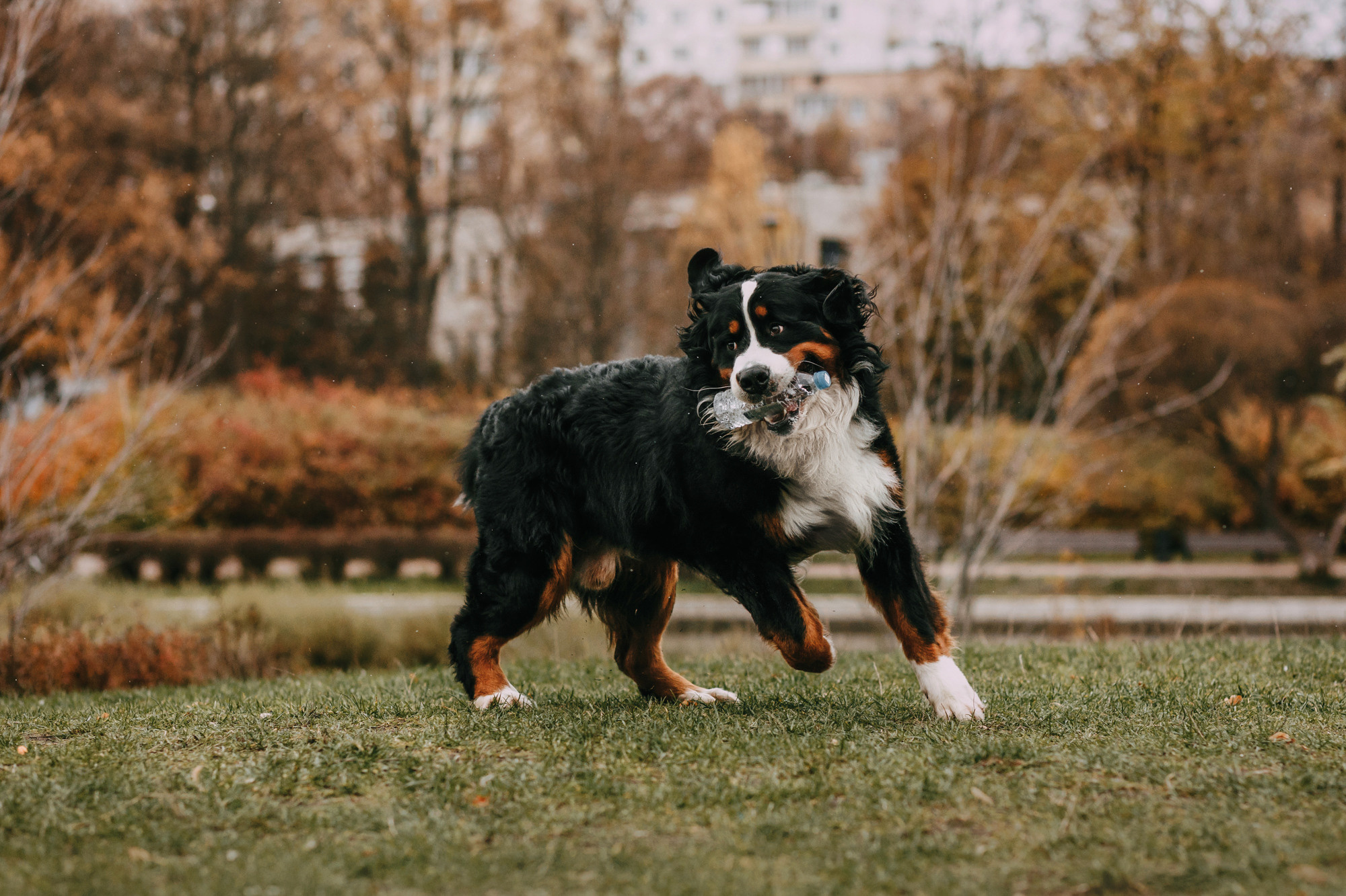 Ира и Бергамот. Фотограф-анималист Елена Радченко, Москва