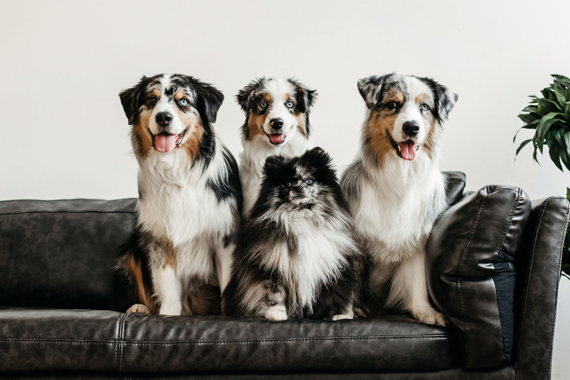 Настя и аусси. Фотограф-анималист Елена Радченко, Москва