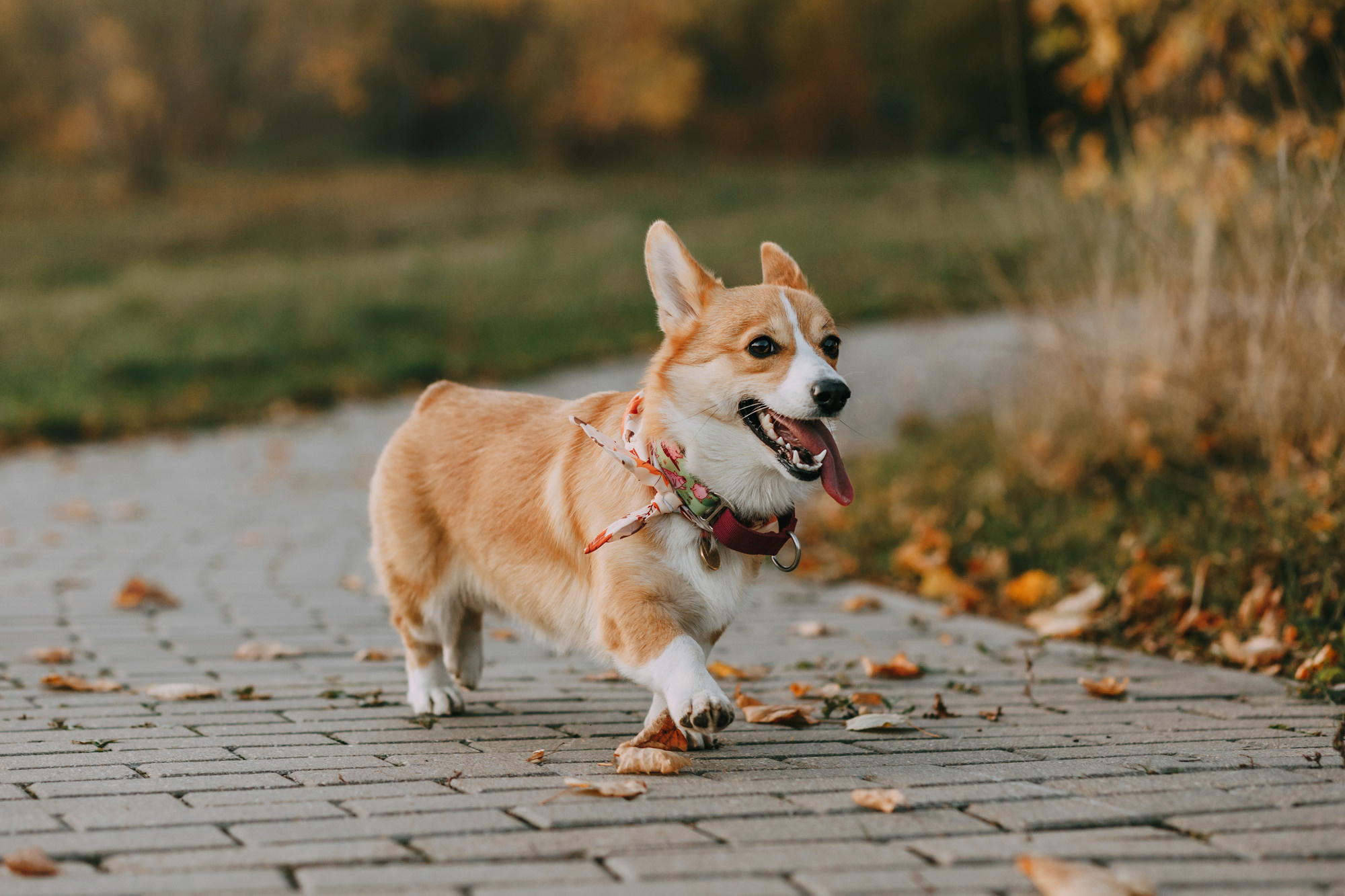 Арина и Йода. Фотограф-анималист Елена Радченко, Москва