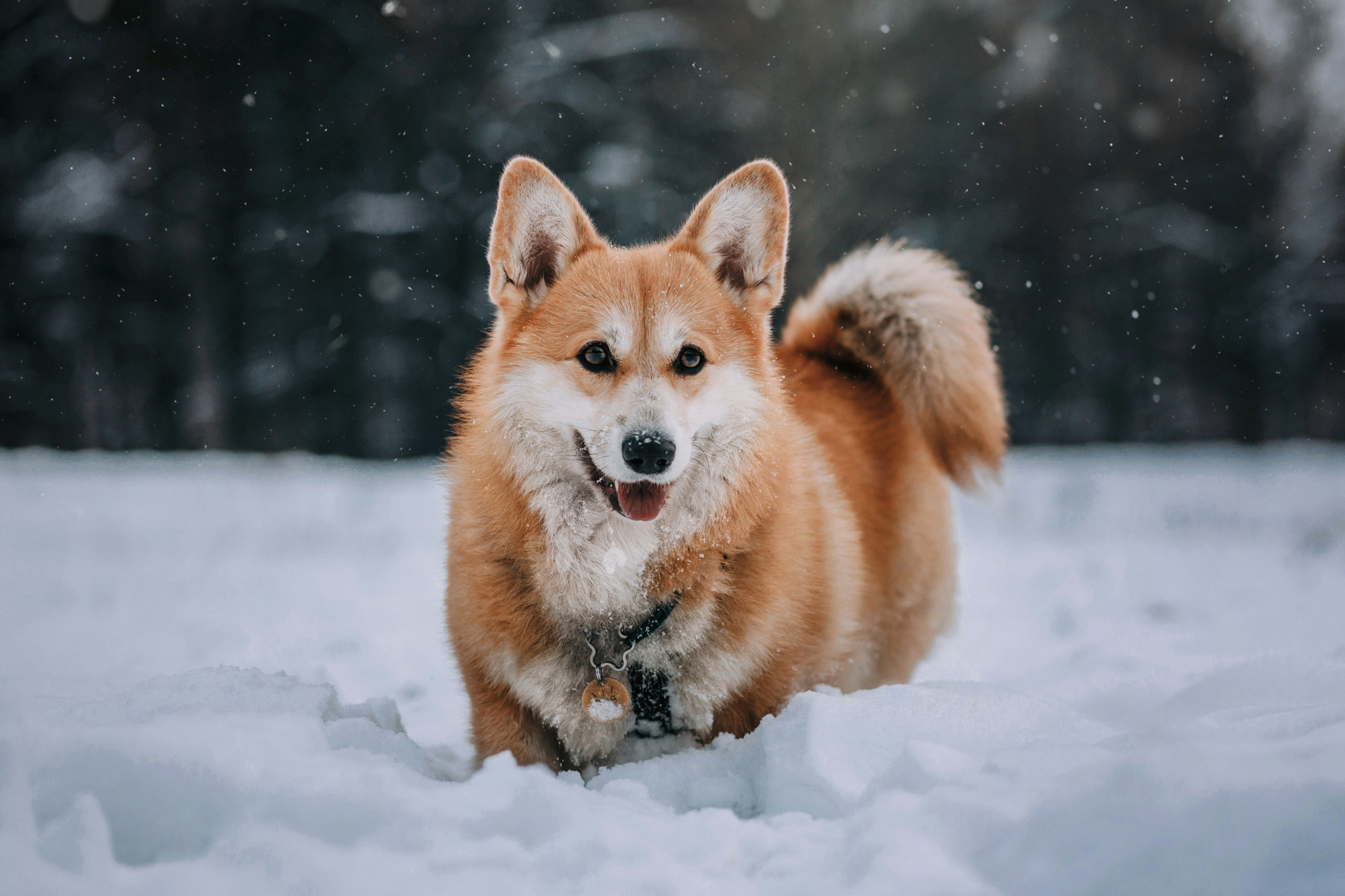 Аня и Фил. Фотограф-анималист Елена Радченко, Москва
