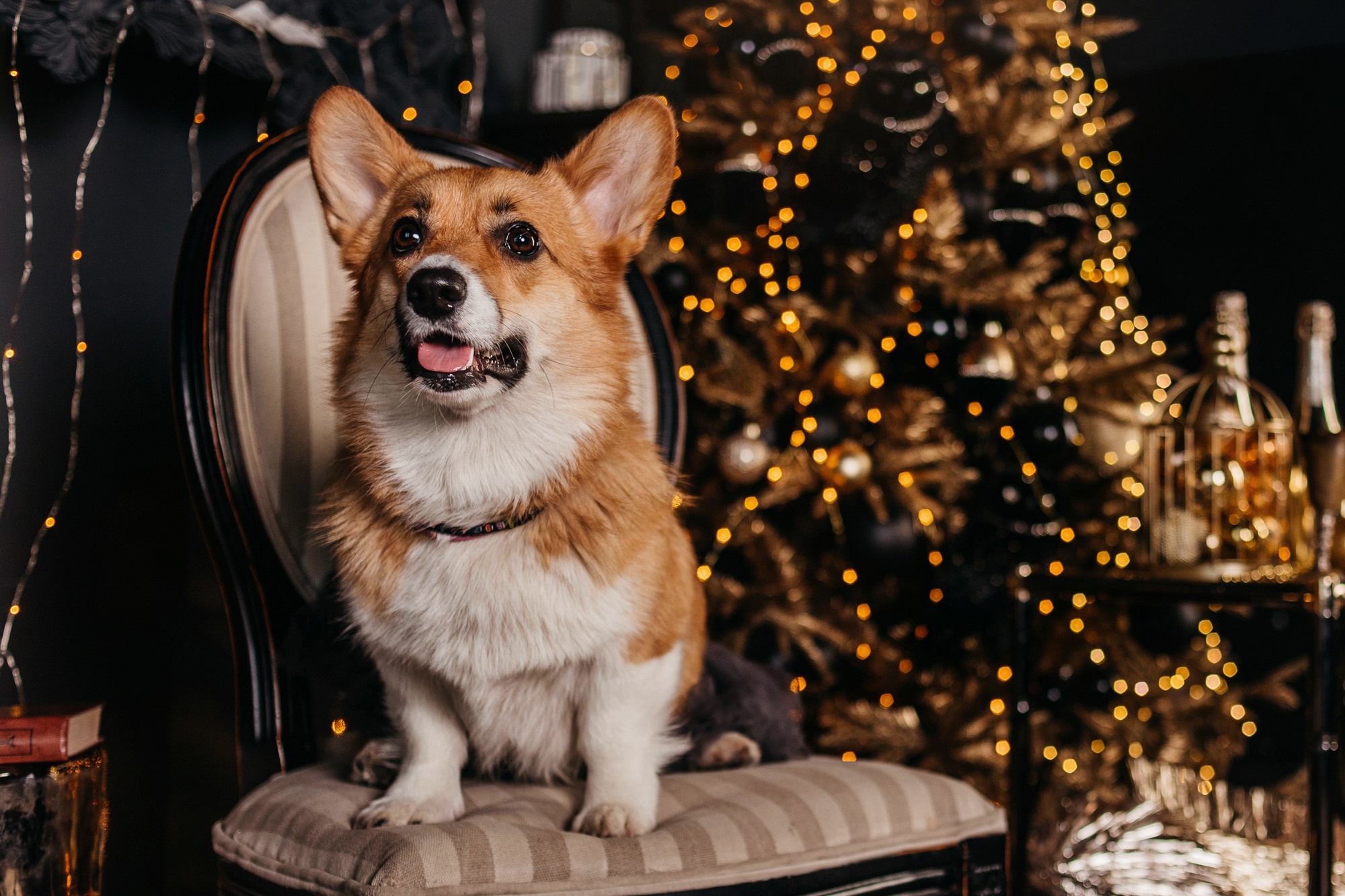 Даша, Мася и Бэси. Фотограф-анималист Елена Радченко, Москва