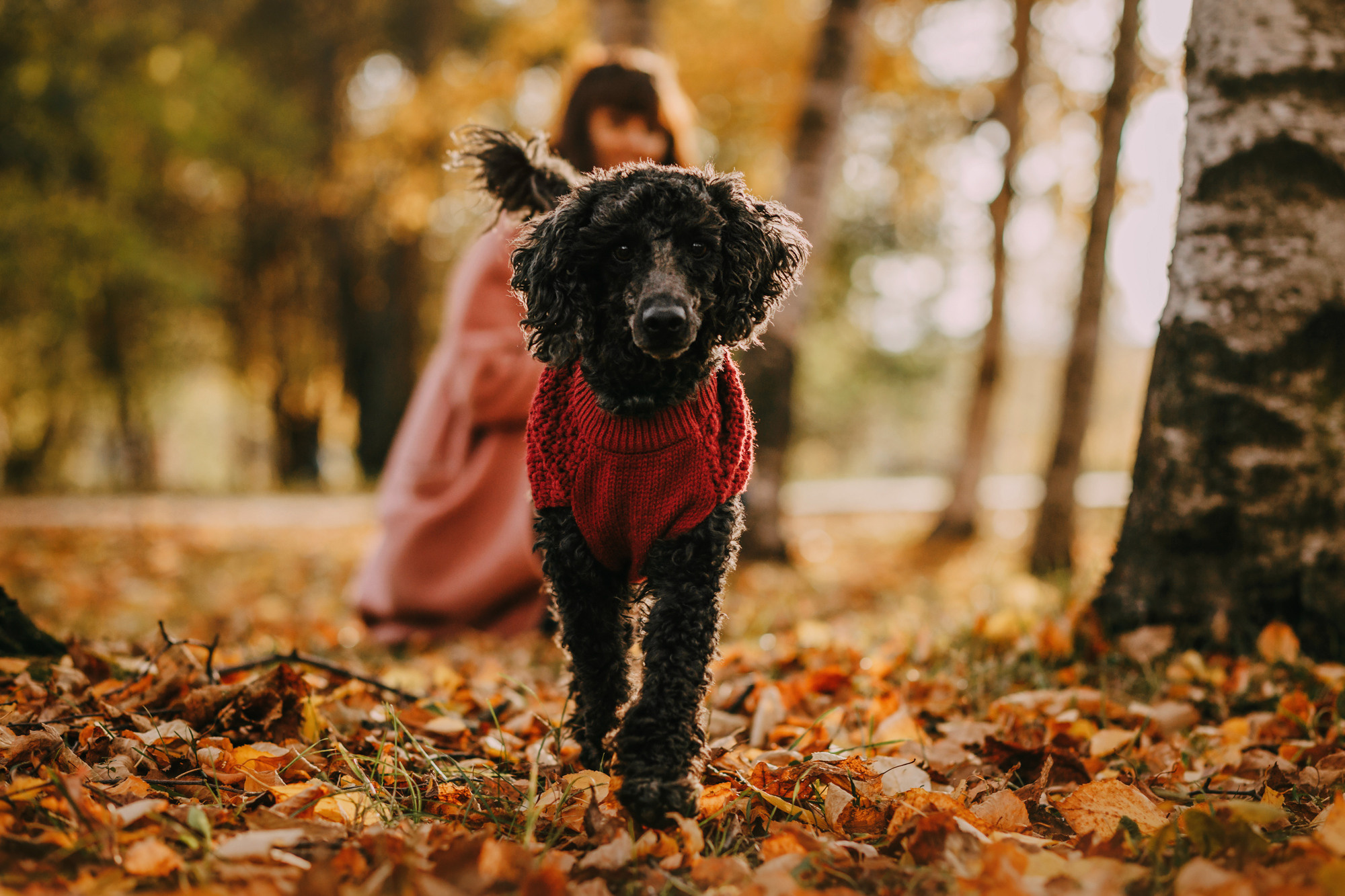 Дарья и Патрик. Фотограф-анималист Елена Радченко, Москва