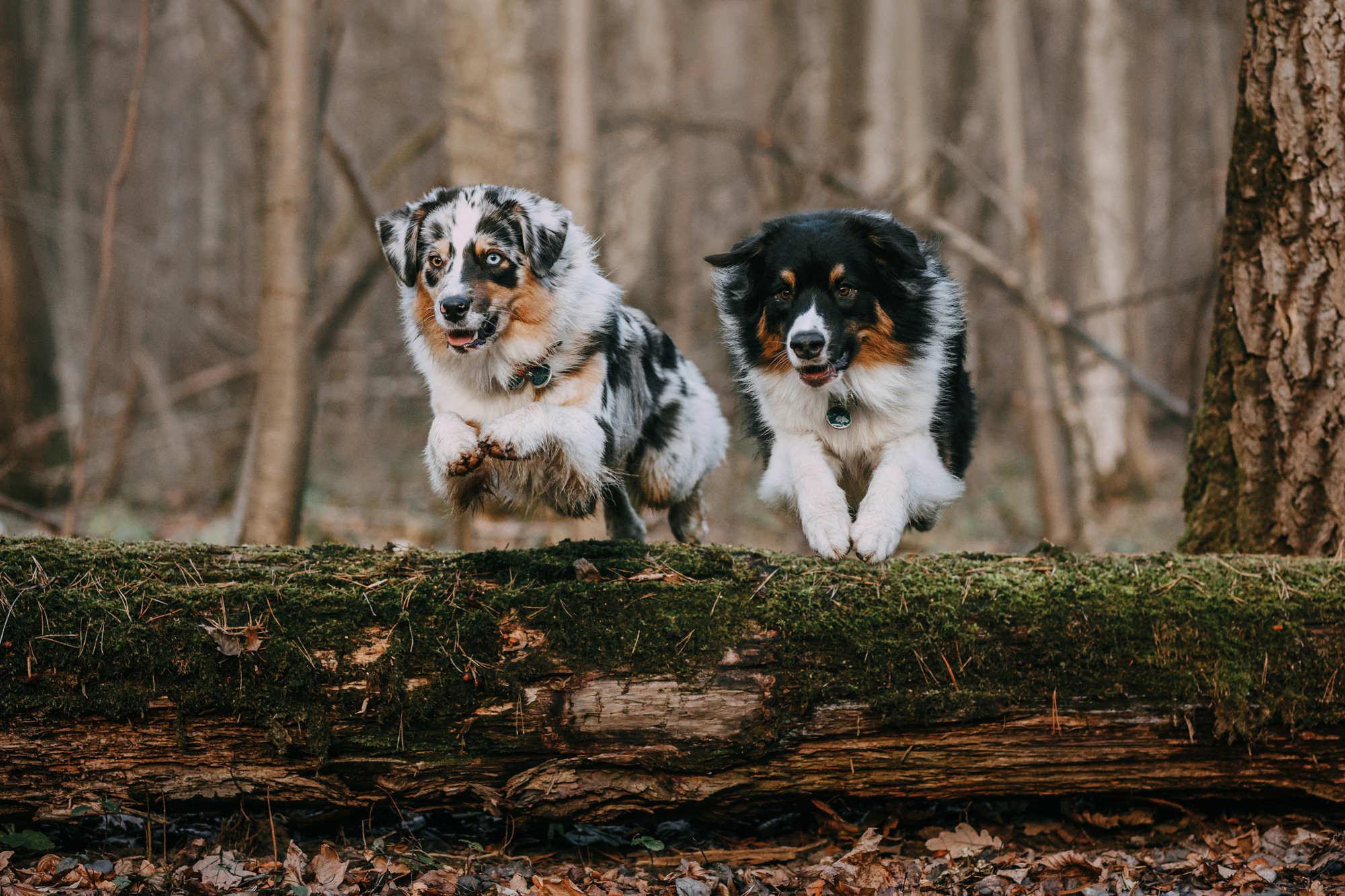Анна, Чарли и Ева. Фотограф-анималист Елена Радченко, Москва
