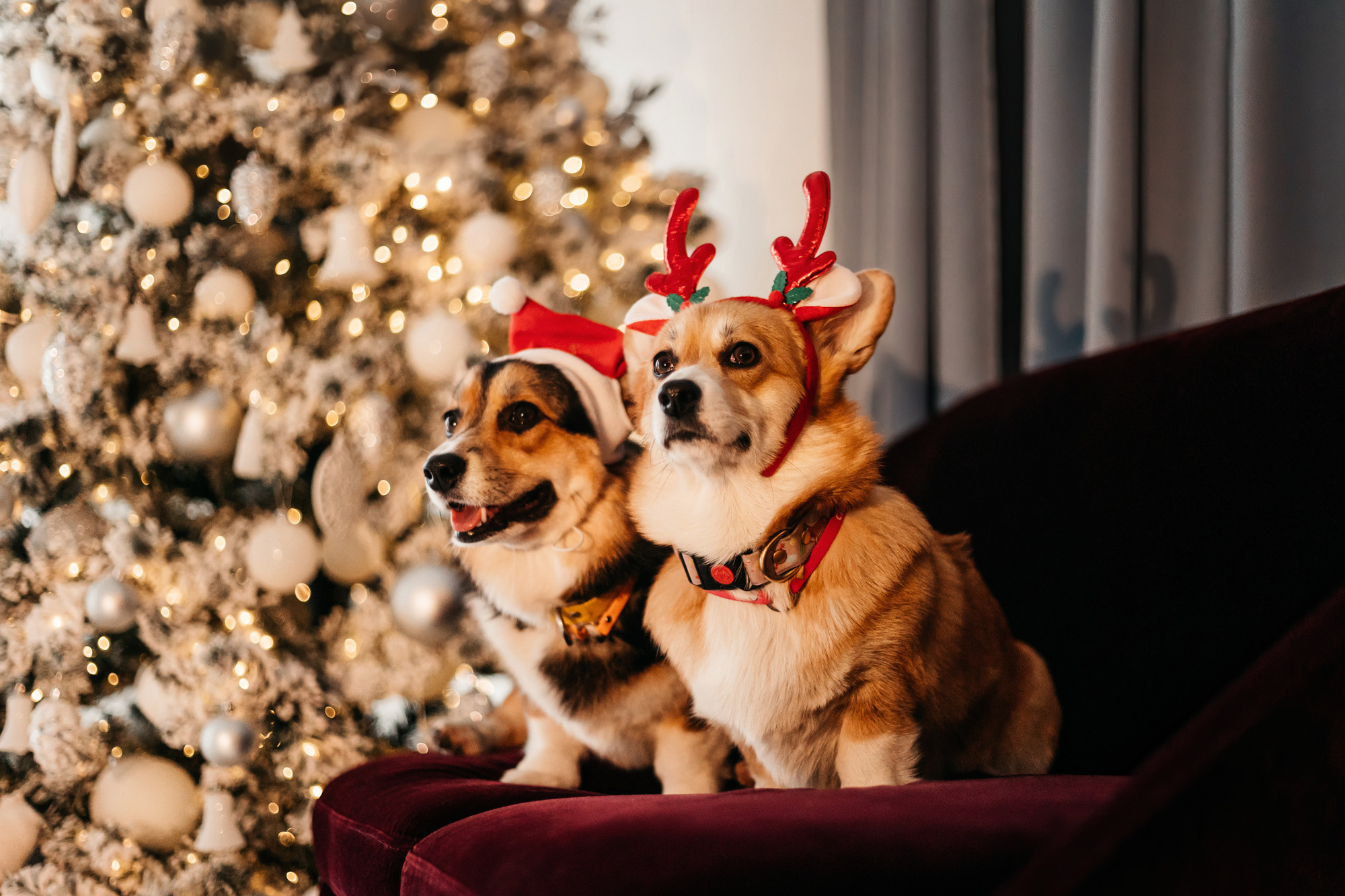 Степаша и Василиса. Фотограф-анималист Елена Радченко, Москва