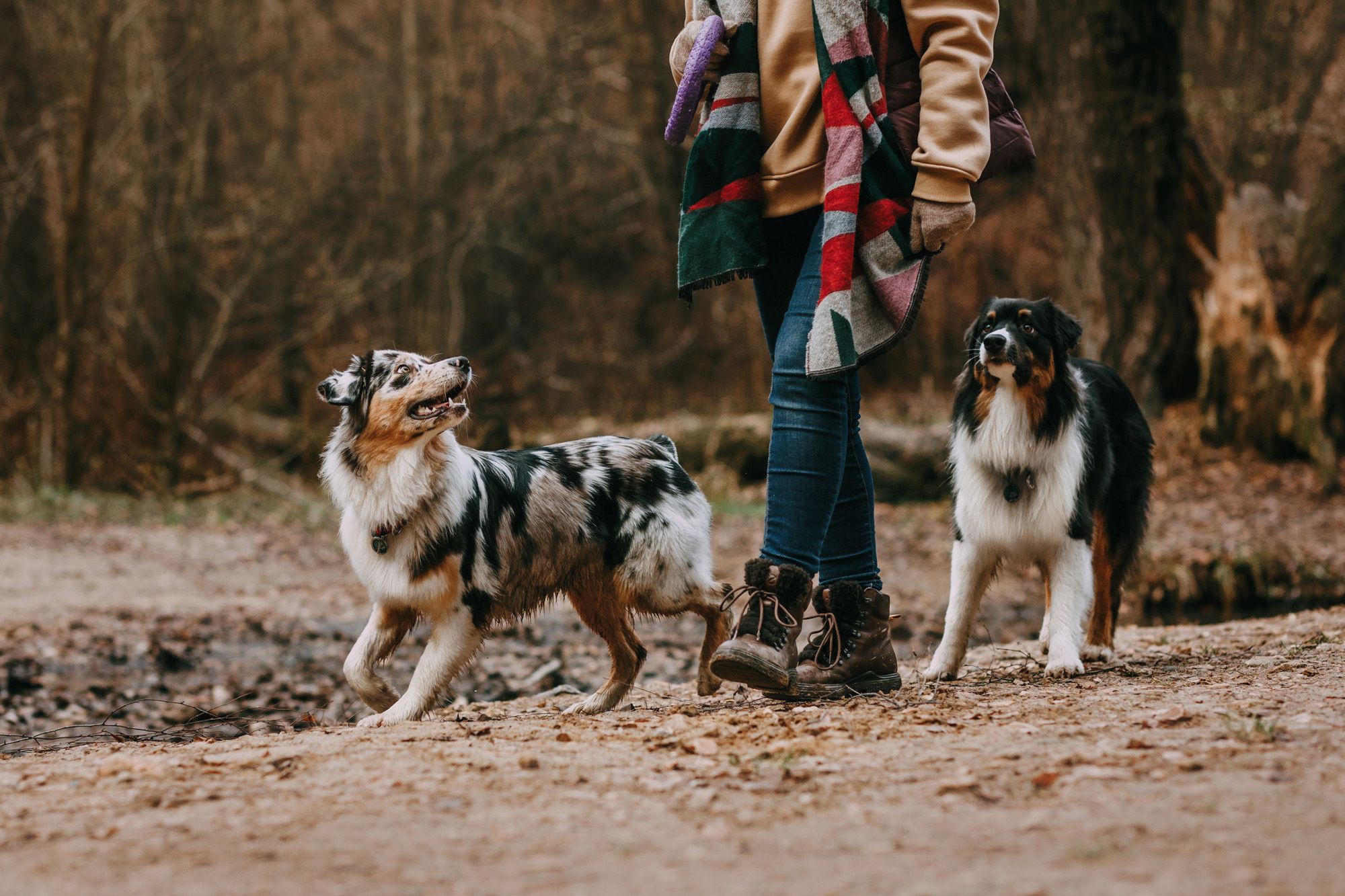 Анна, Чарли и Ева. Фотограф-анималист Елена Радченко, Москва
