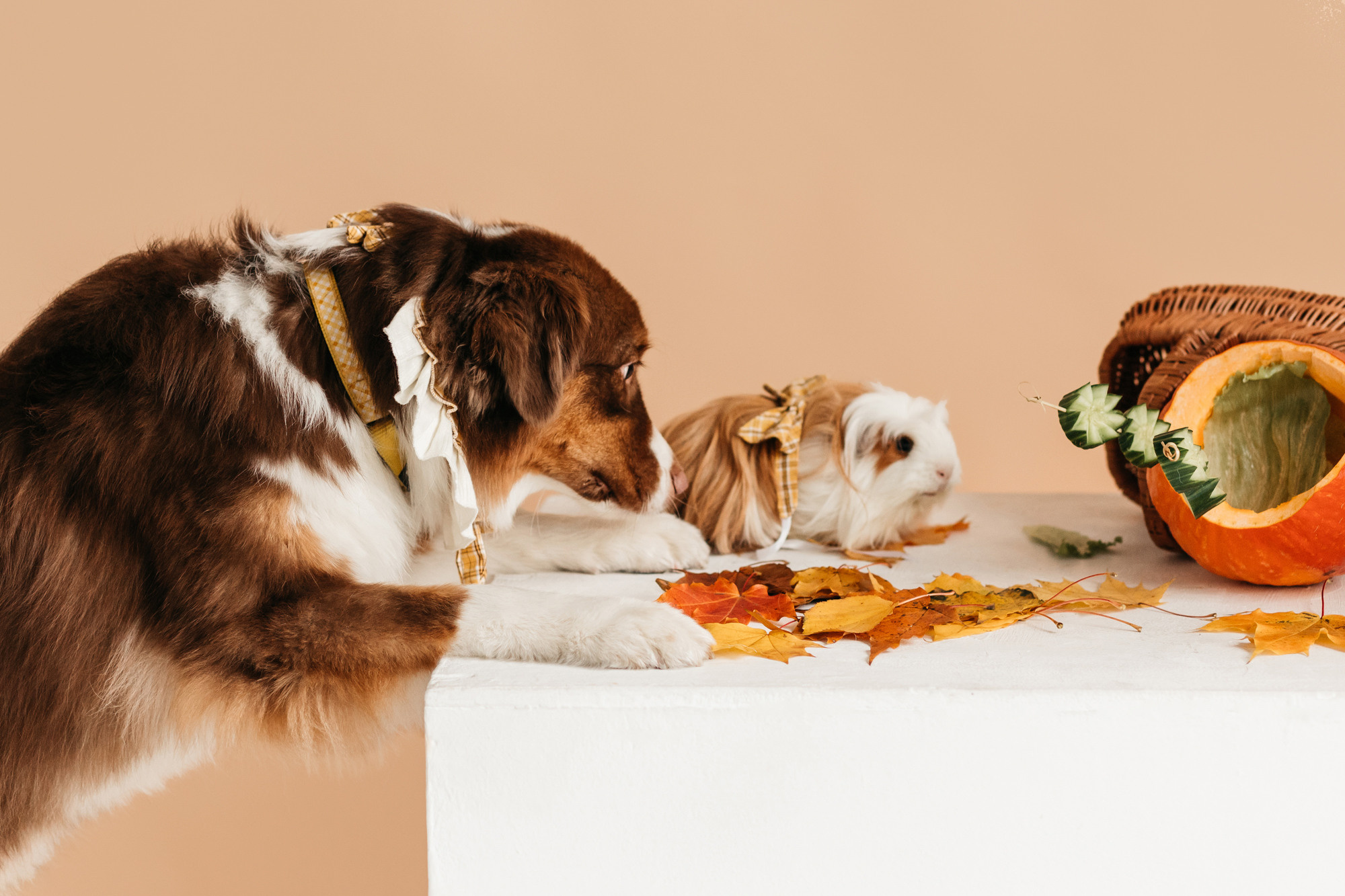 Ками и Кекс. Фотограф-анималист Елена Радченко, Москва