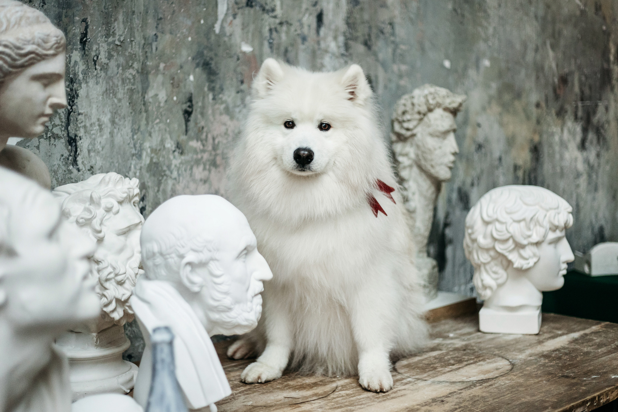 Новогодний фотодень. Фотограф-анималист Елена Радченко, Москва