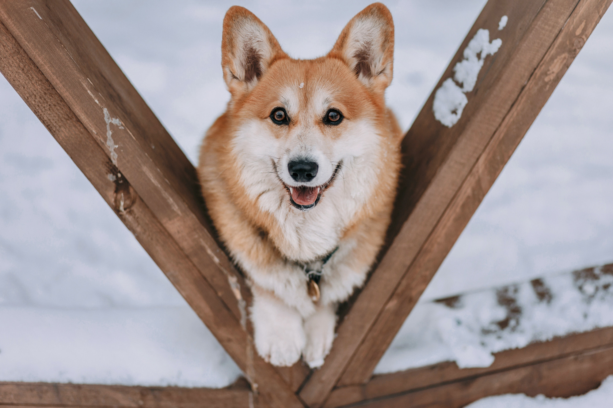 Аня и Фил. Фотограф-анималист Елена Радченко, Москва