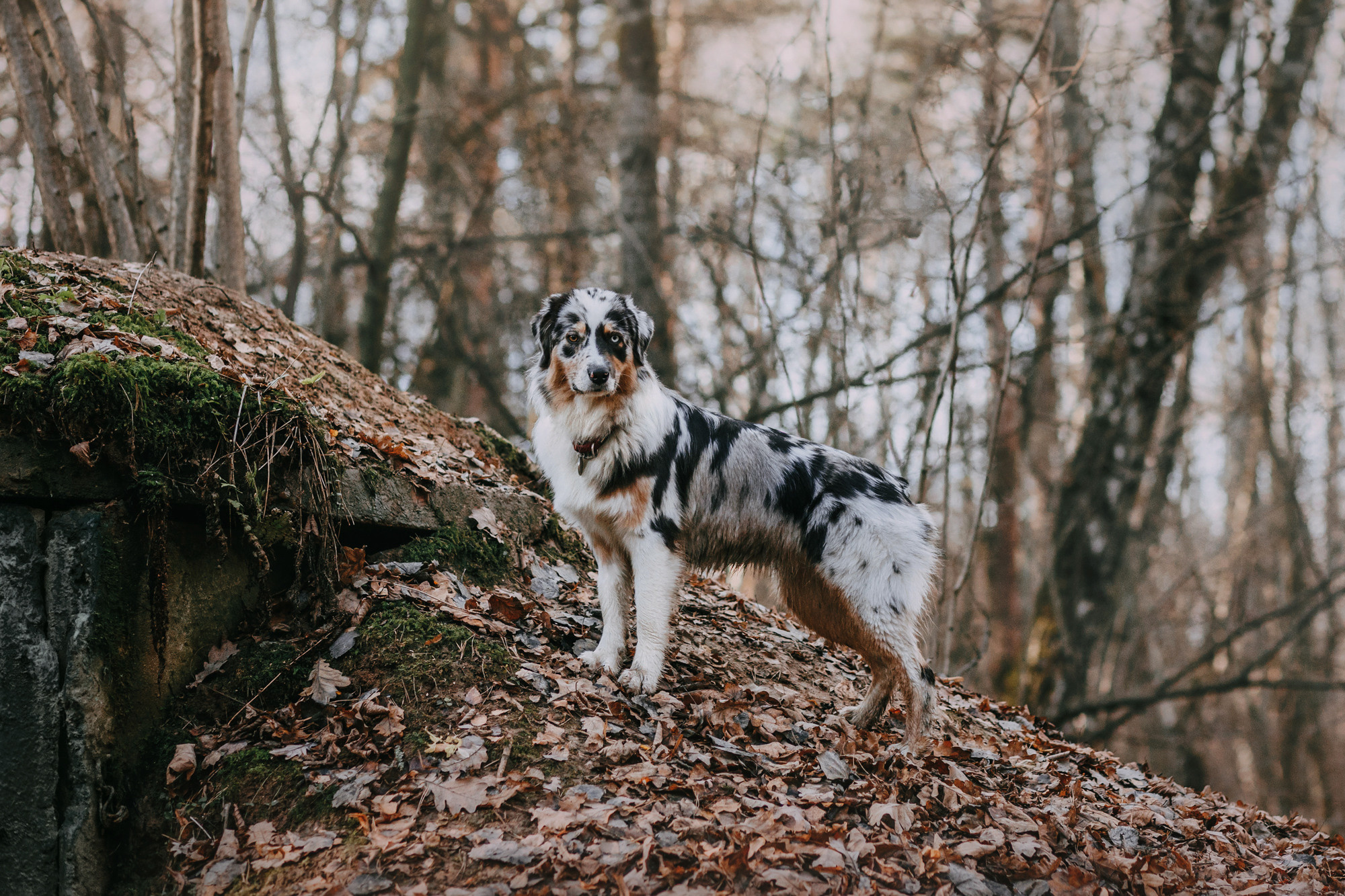 Анна, Чарли и Ева. Фотограф-анималист Елена Радченко, Москва
