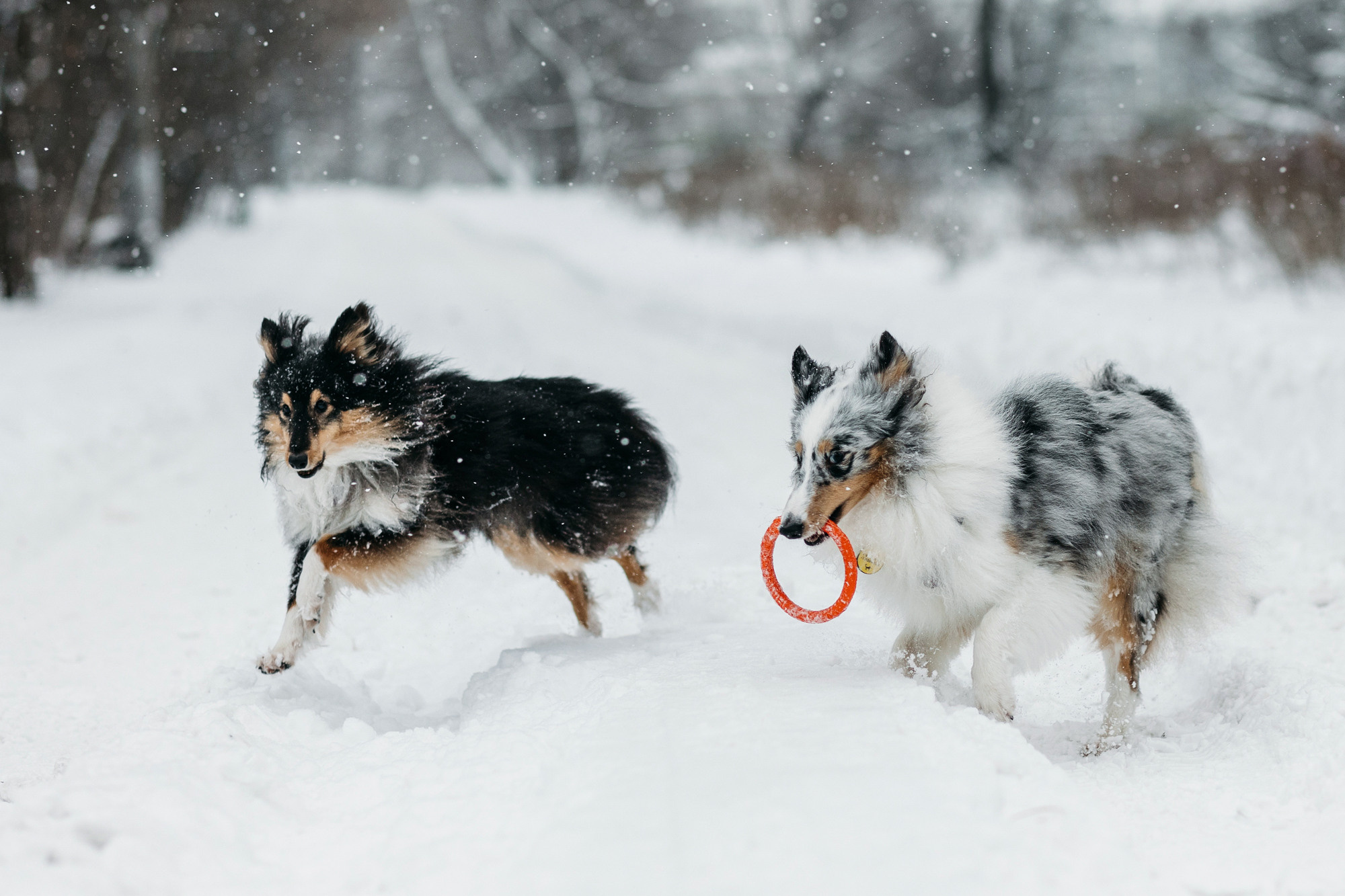 Александра, Бум и Нэвис. Фотограф-анималист Елена Радченко, Москва