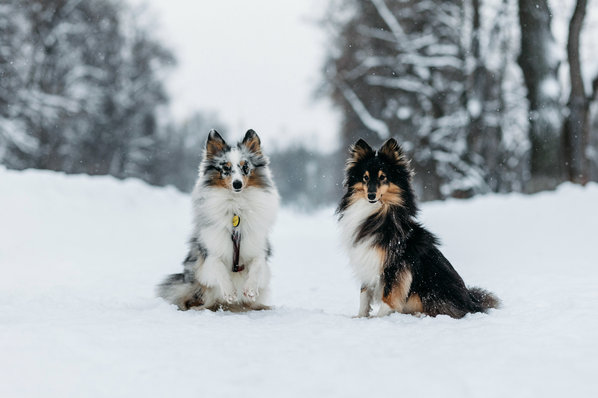 Александра, Бум и Нэвис. Фотограф-анималист Елена Радченко, Москва