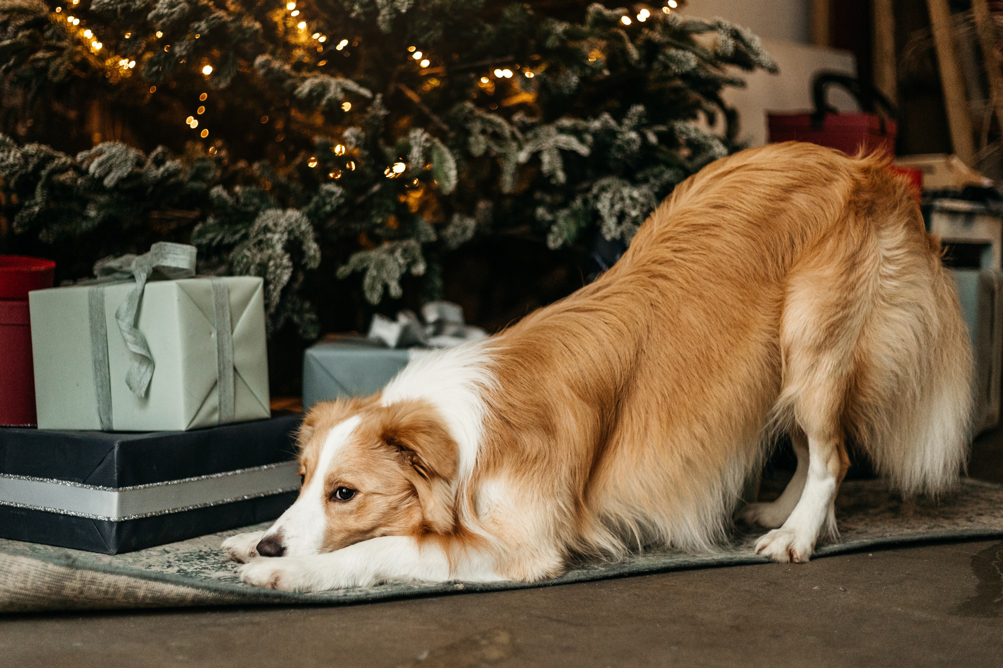 Новогодний фотодень. Фотограф-анималист Елена Радченко, Москва