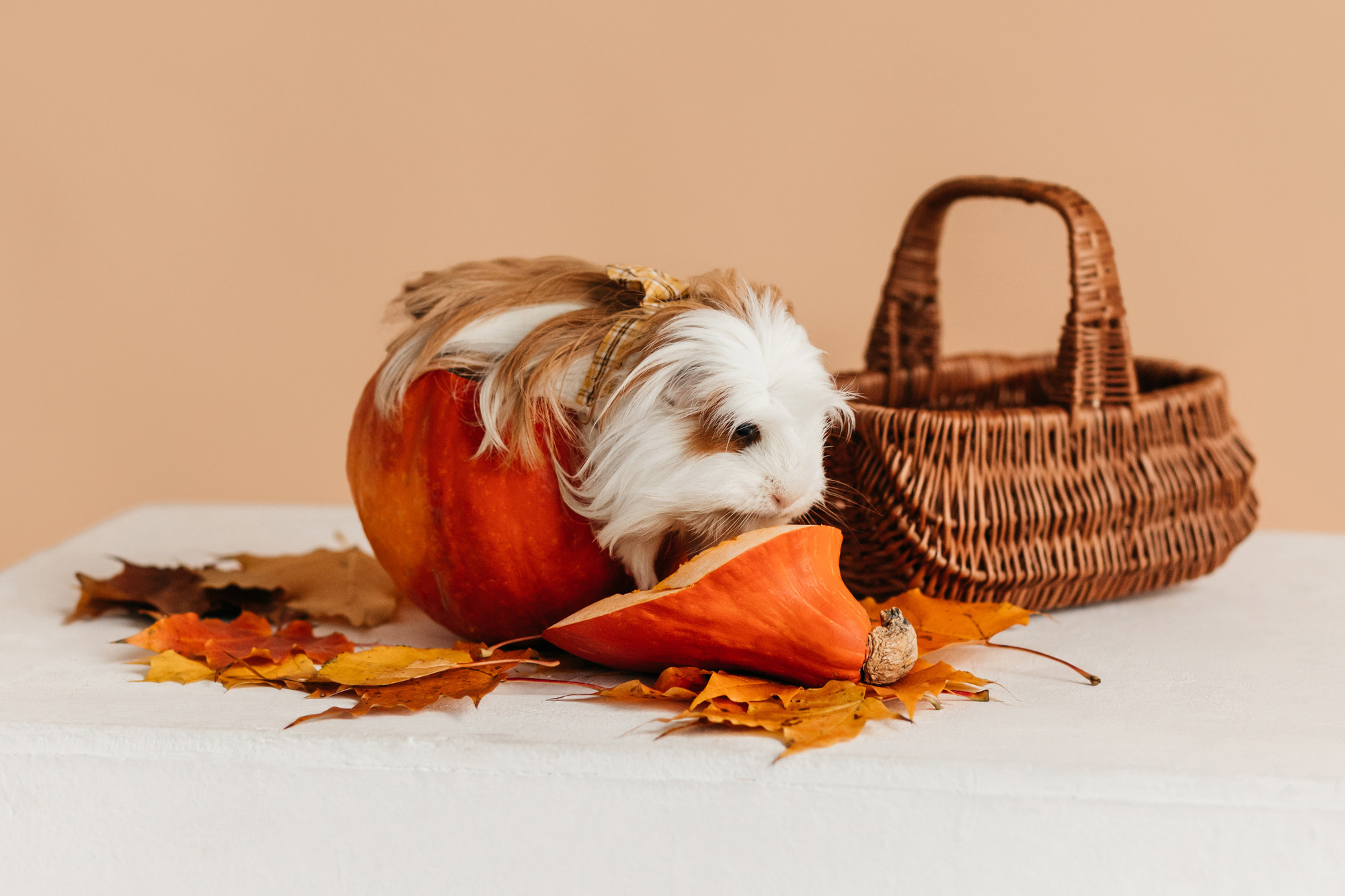 Ками и Кекс. Фотограф-анималист Елена Радченко, Москва