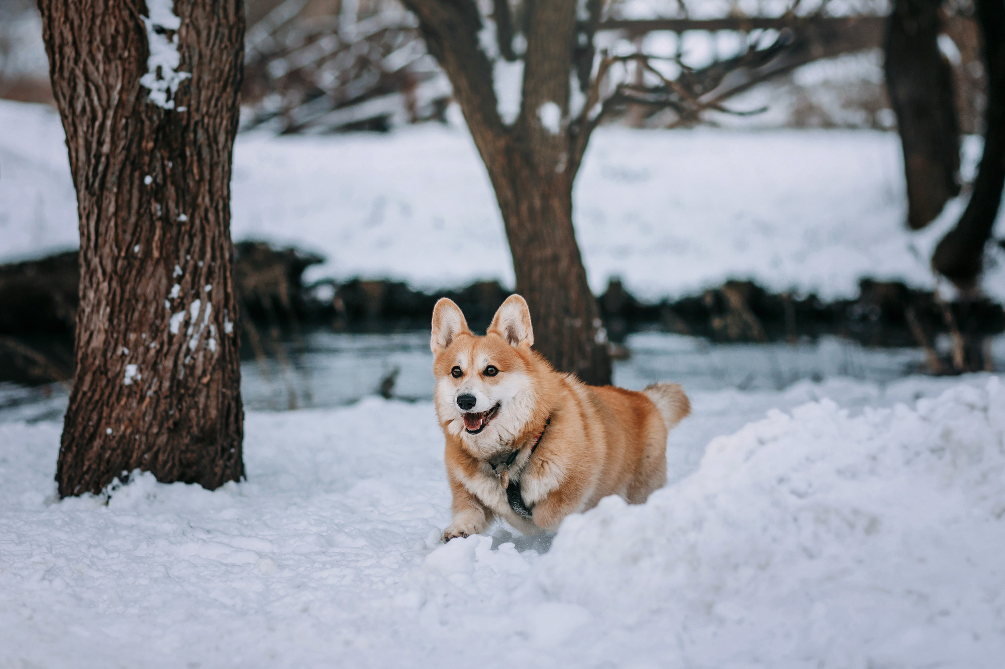Аня и Фил. Фотограф-анималист Елена Радченко, Москва