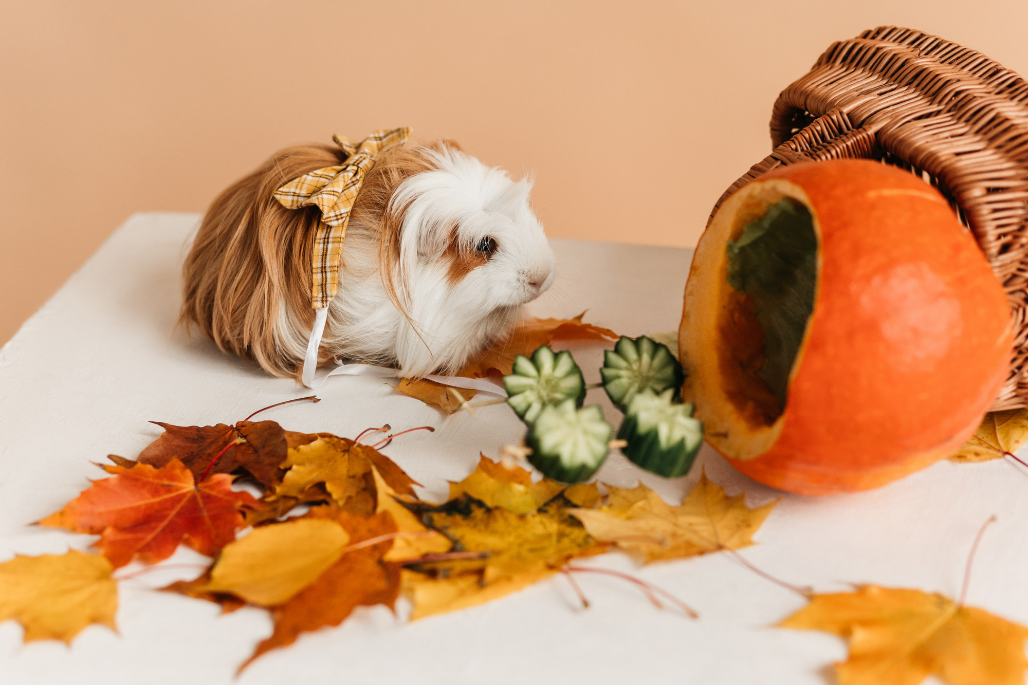 Ками и Кекс. Фотограф-анималист Елена Радченко, Москва