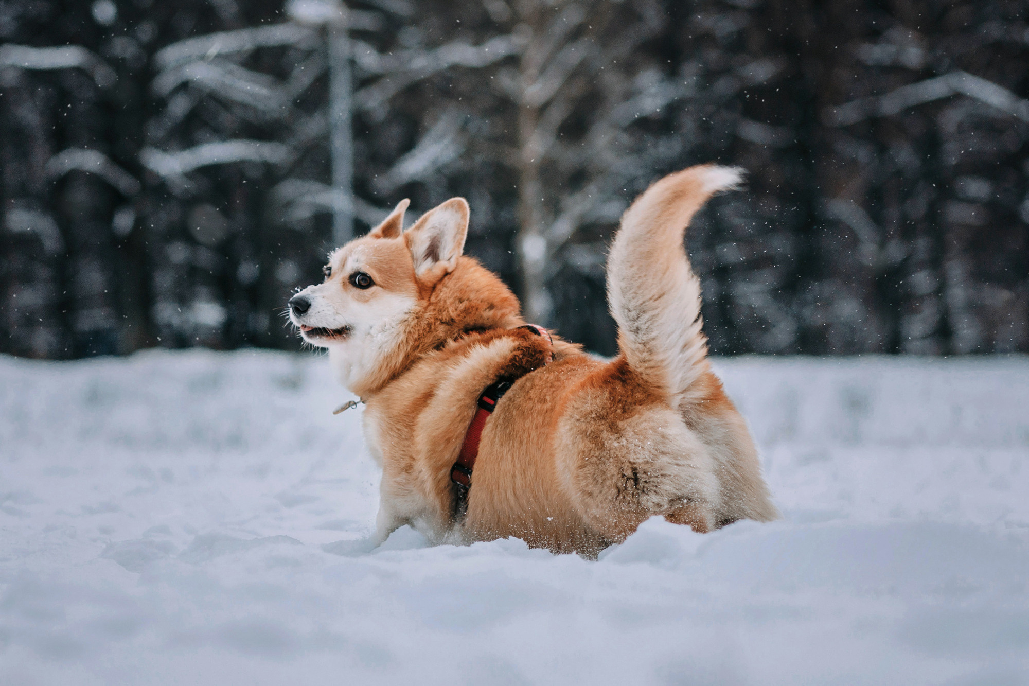 Аня и Фил. Фотограф-анималист Елена Радченко, Москва