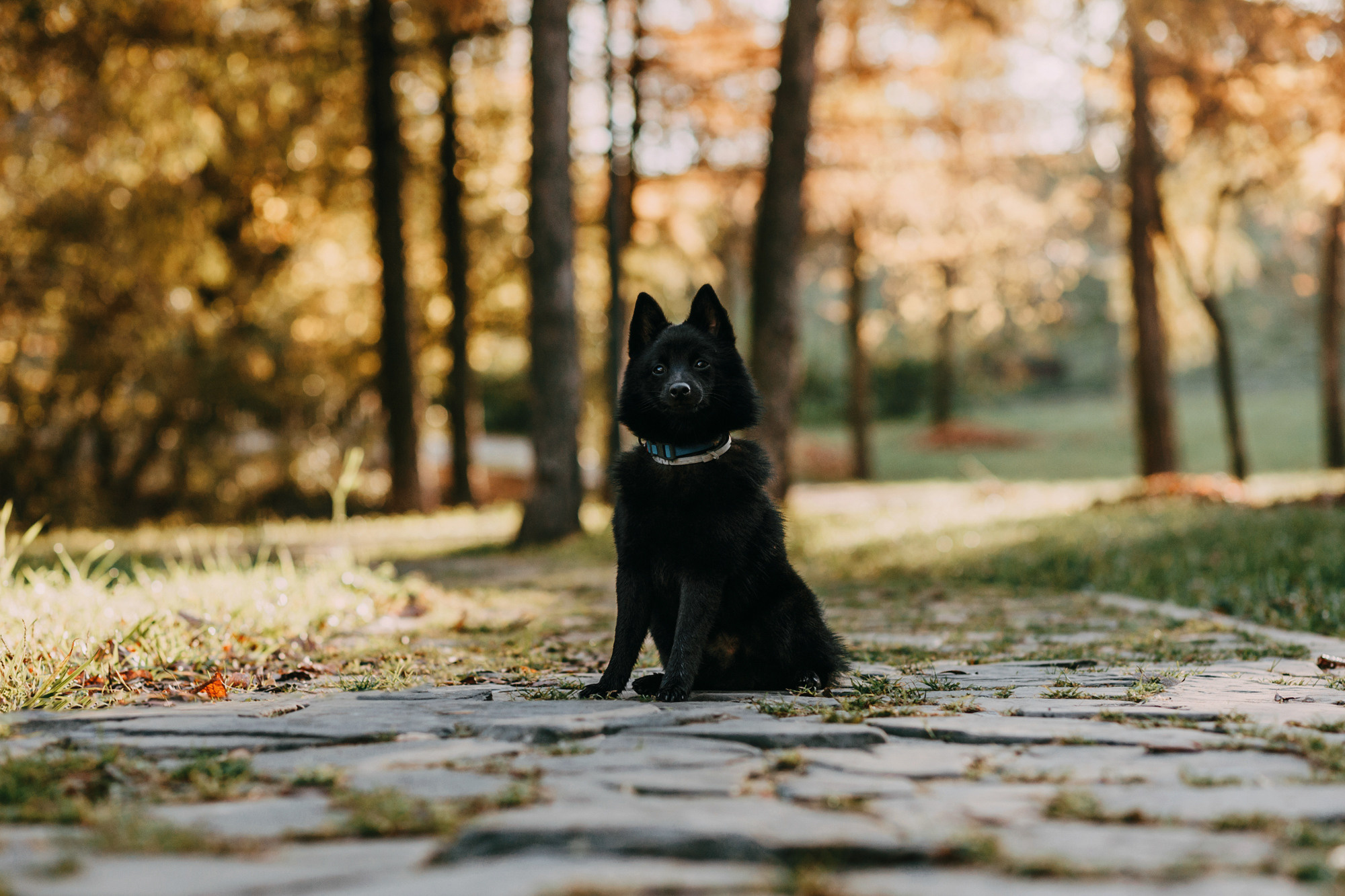 Настасья, Саша и Рокки. Фотограф-анималист Елена Радченко, Москва