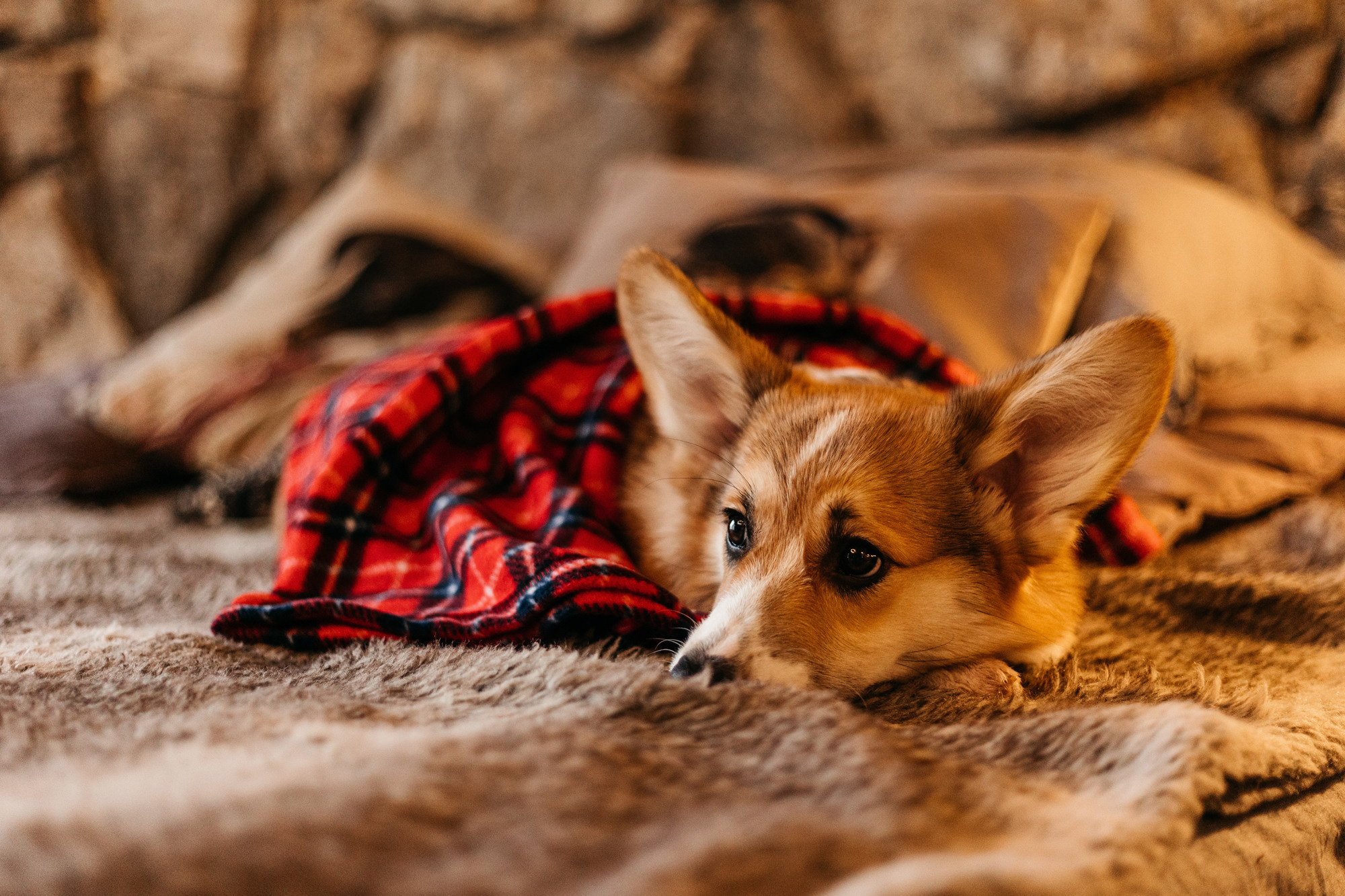 Корина и Моцарт. Фотограф-анималист Елена Радченко, Москва