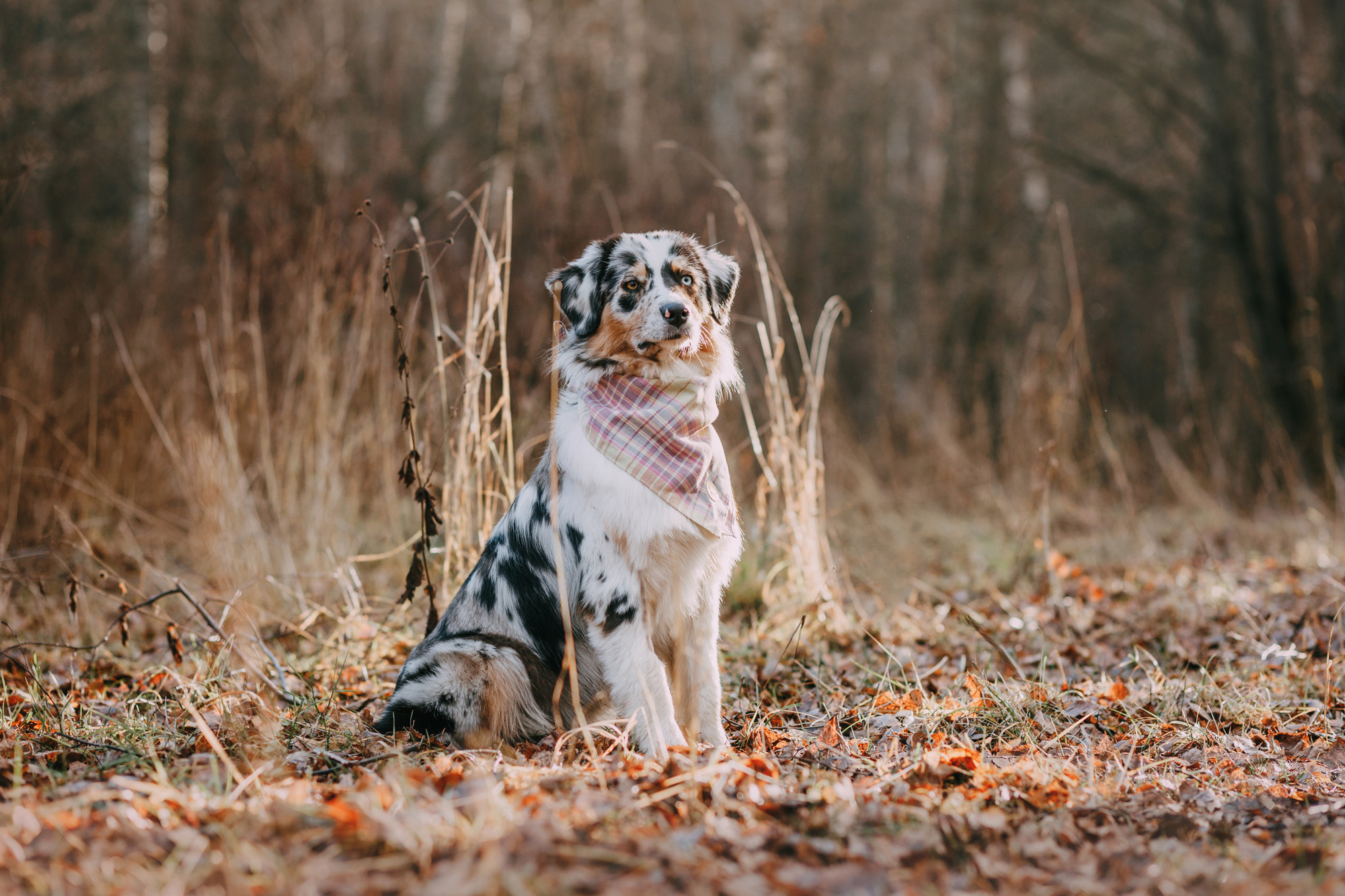 Анна, Чарли и Ева. Фотограф-анималист Елена Радченко, Москва