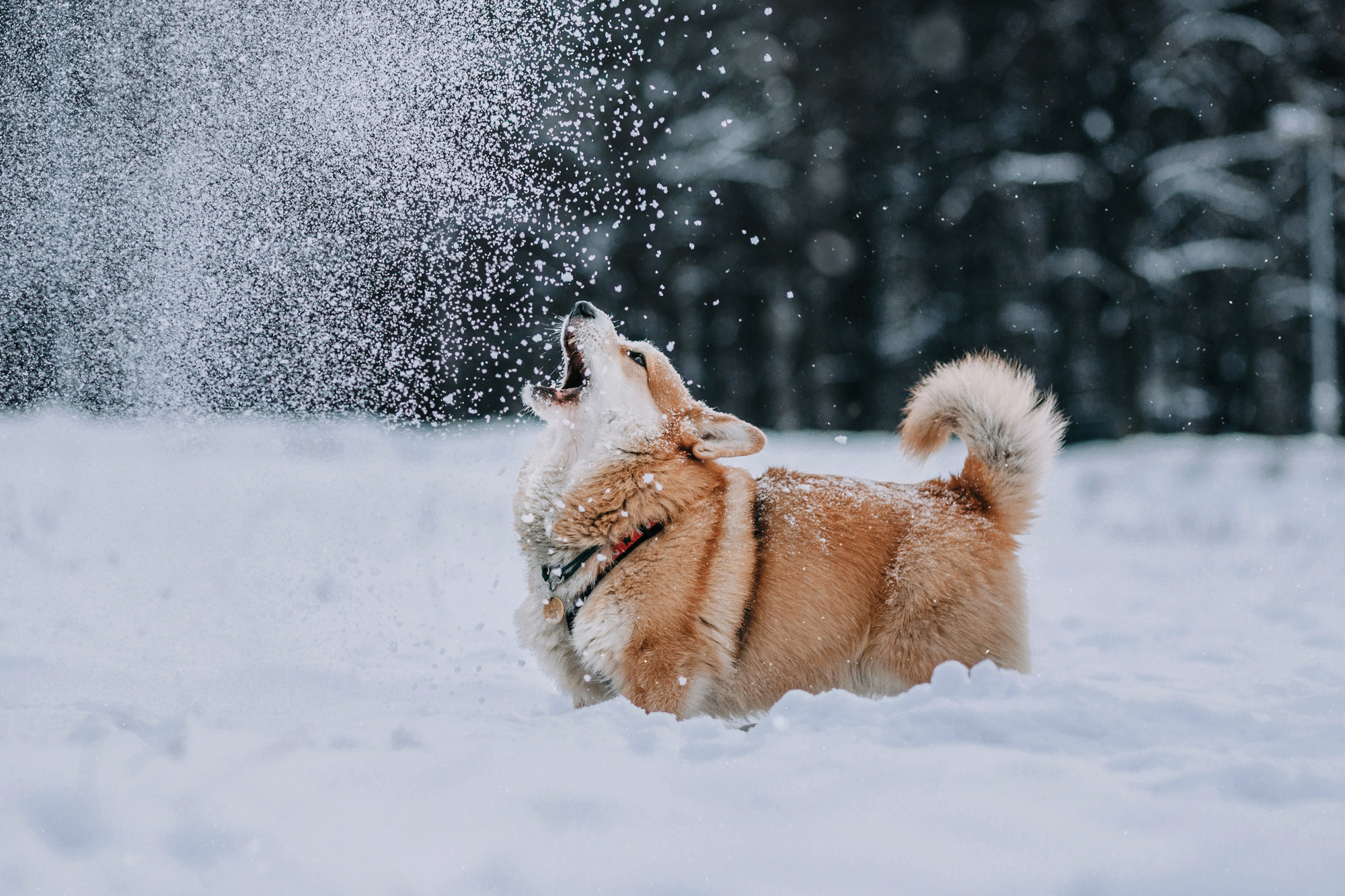 Аня и Фил. Фотограф-анималист Елена Радченко, Москва