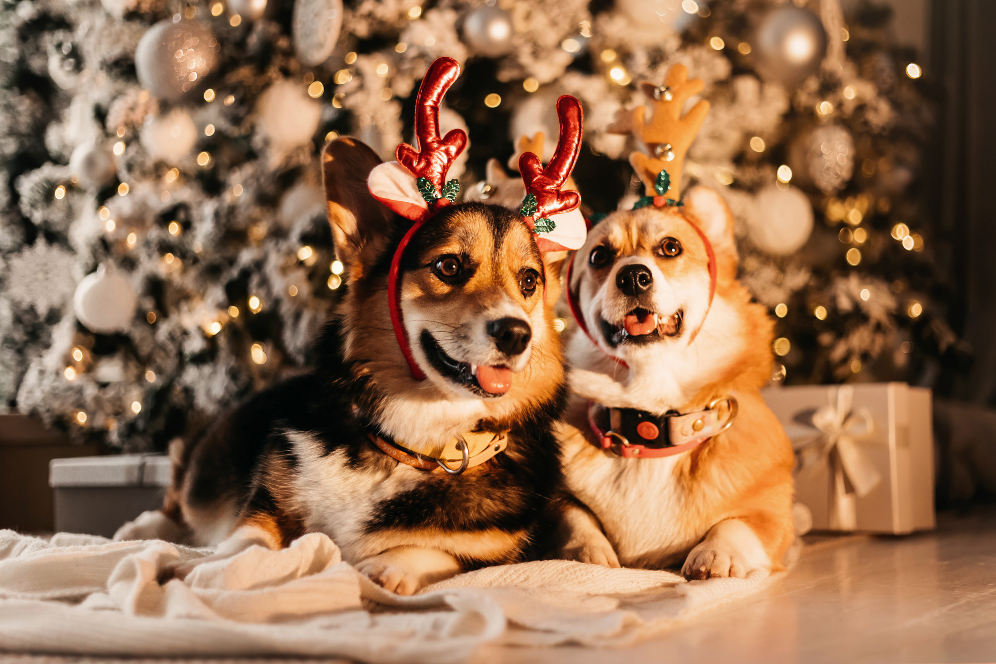 Степаша и Василиса. Фотограф-анималист Елена Радченко, Москва