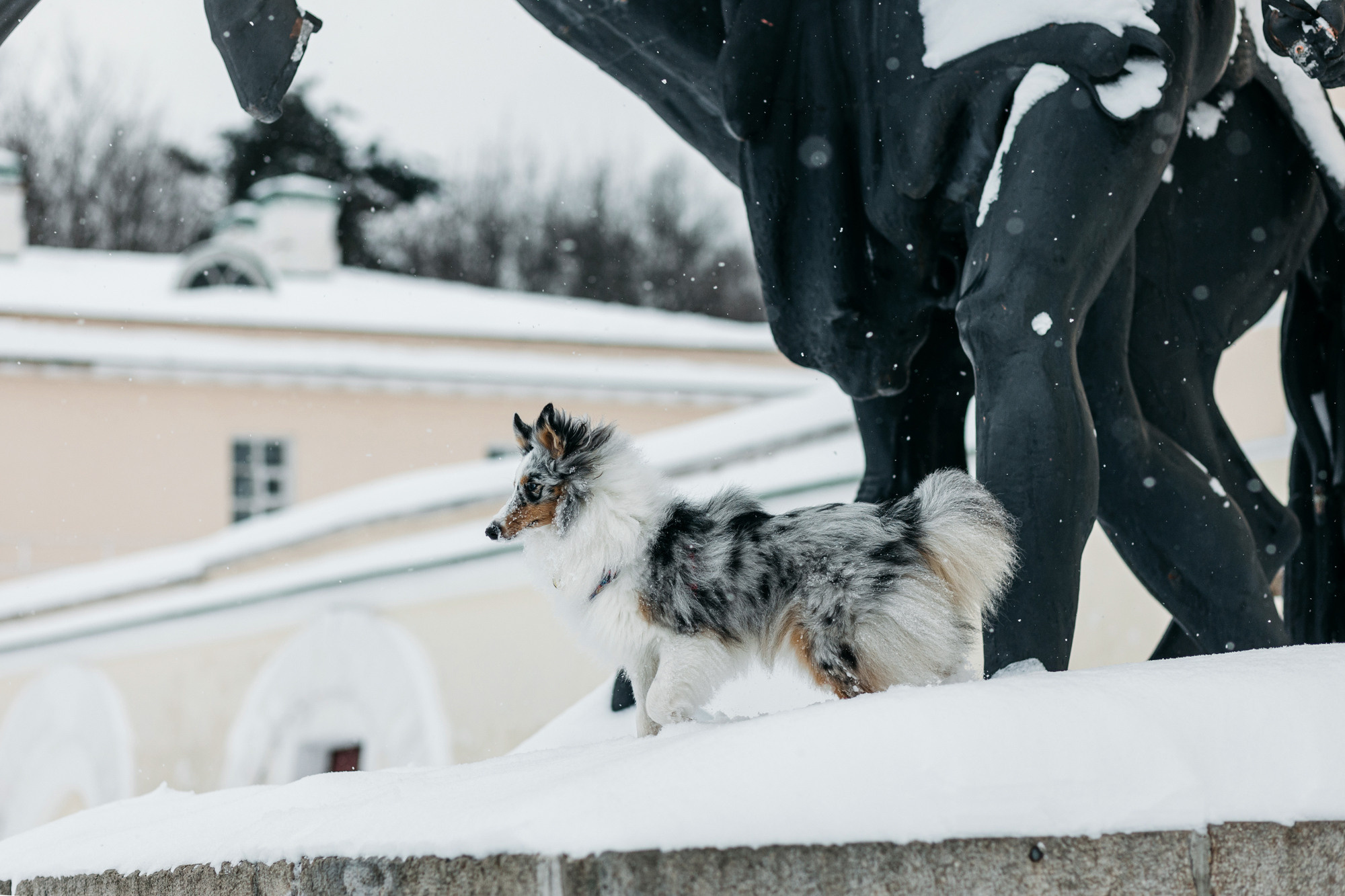 Александра, Бум и Нэвис. Фотограф-анималист Елена Радченко, Москва