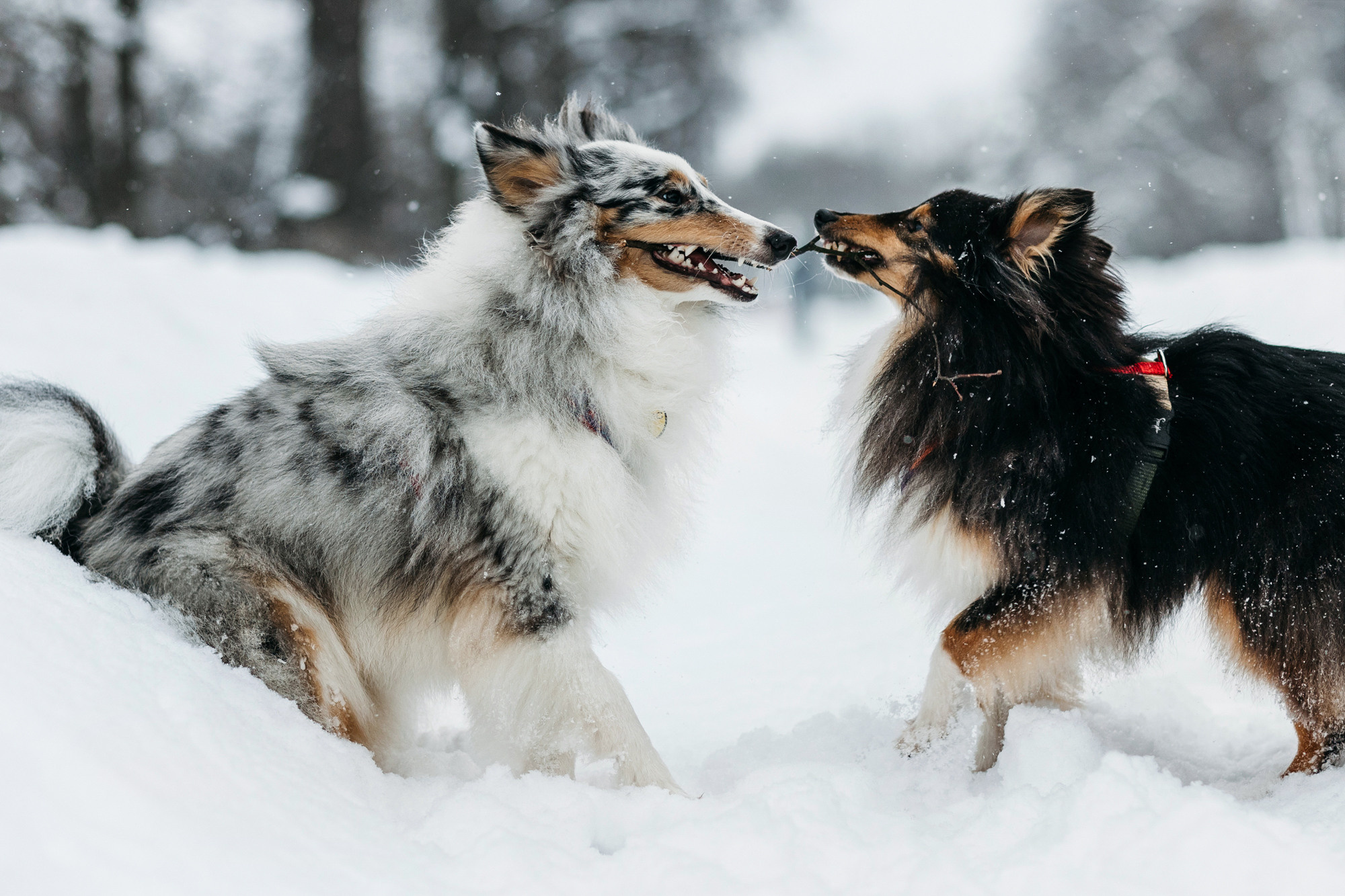 Александра, Бум и Нэвис. Фотограф-анималист Елена Радченко, Москва