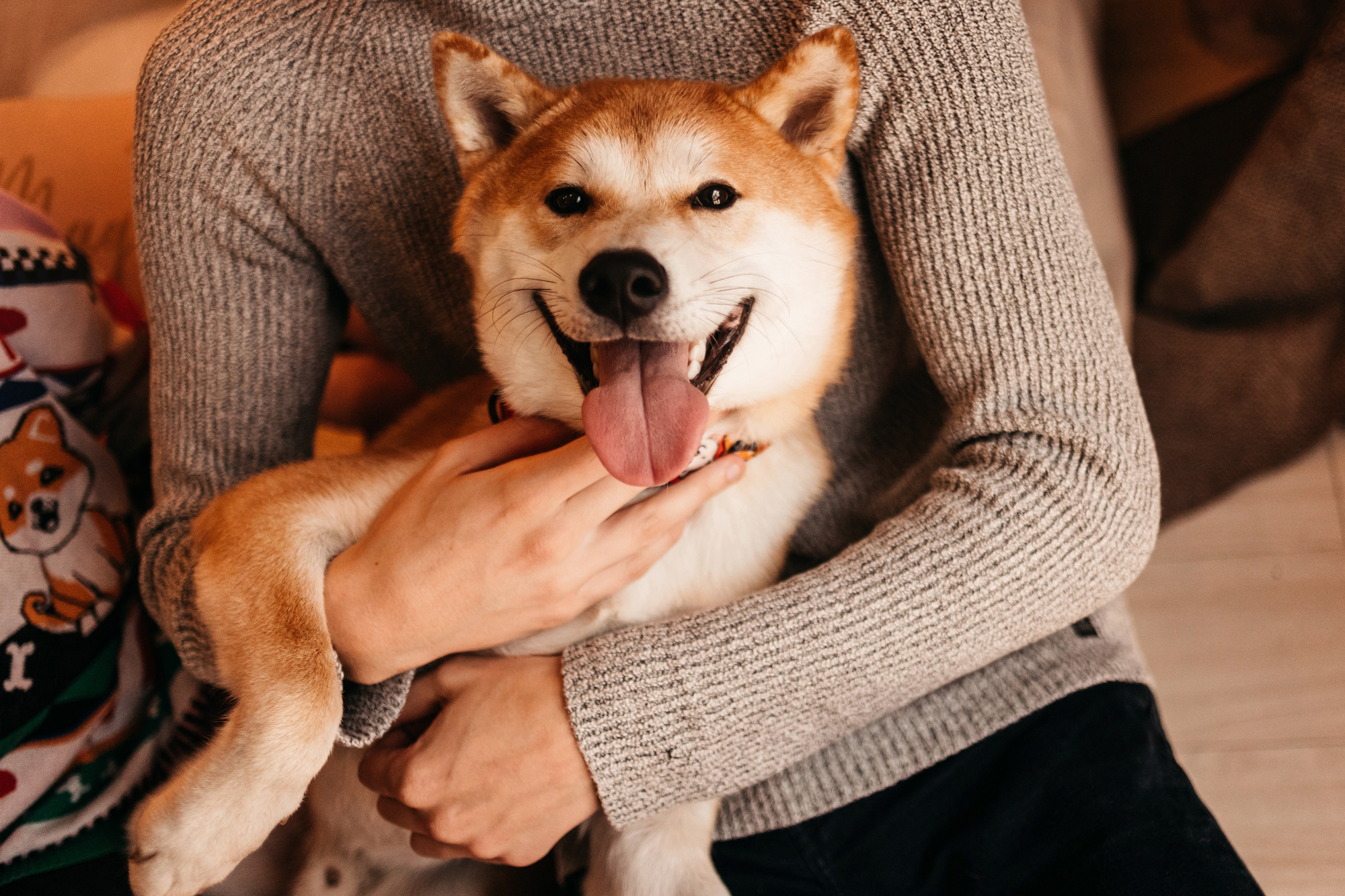 Арчи. Фотограф-анималист Елена Радченко, Москва