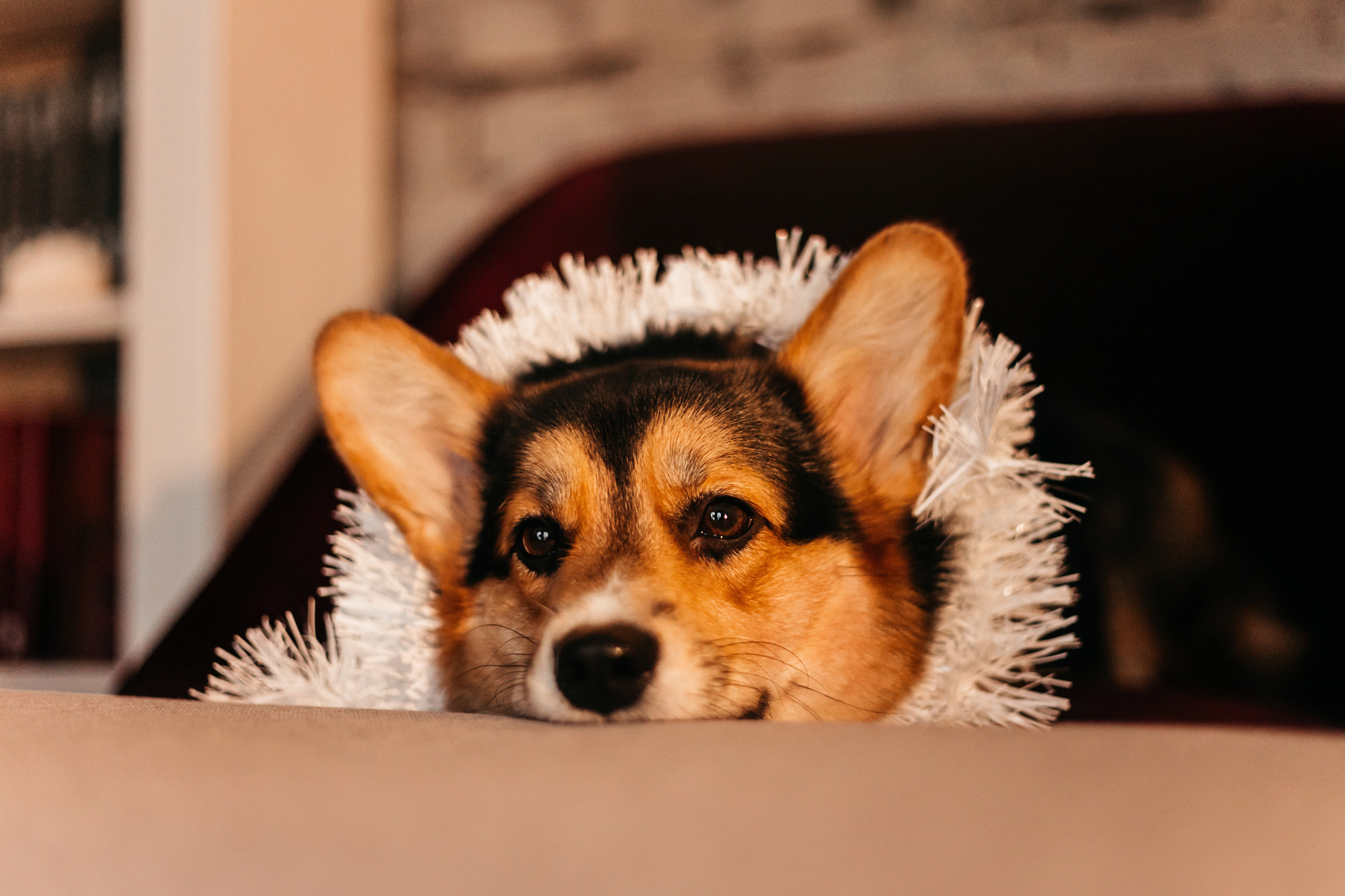 Степаша и Василиса. Фотограф-анималист Елена Радченко, Москва