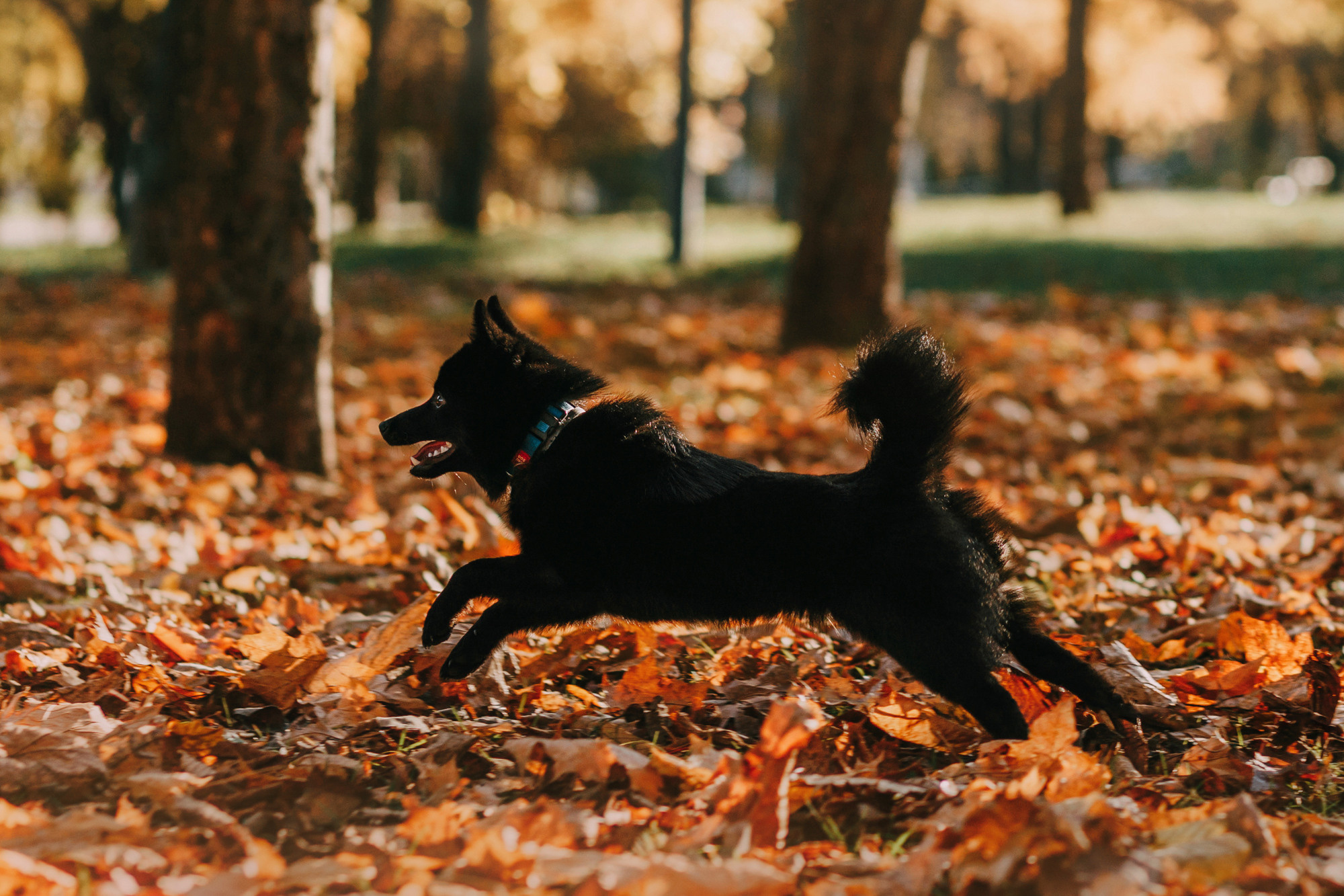 Настасья, Саша и Рокки. Фотограф-анималист Елена Радченко, Москва