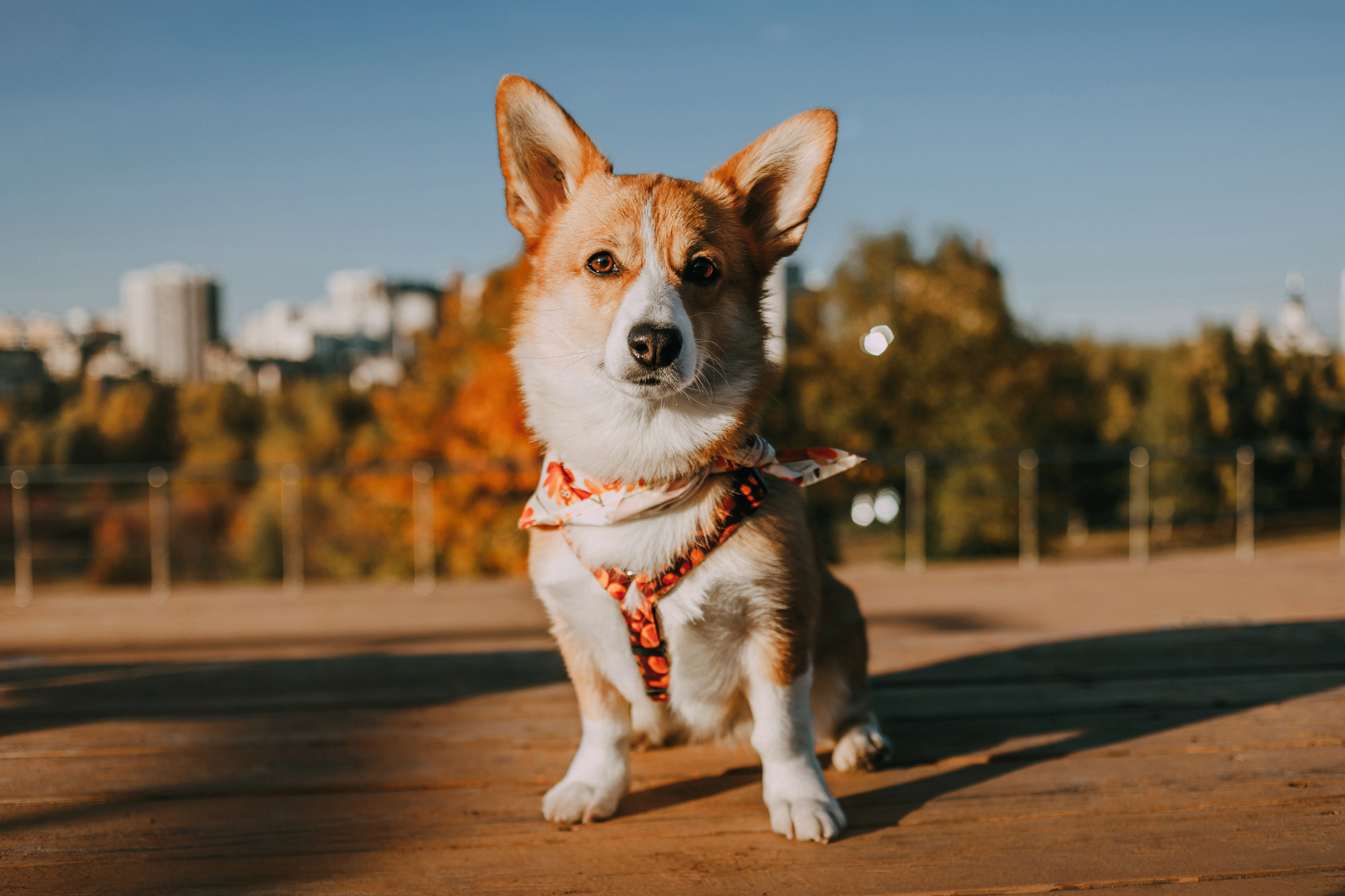 Арина и Йода. Фотограф-анималист Елена Радченко, Москва