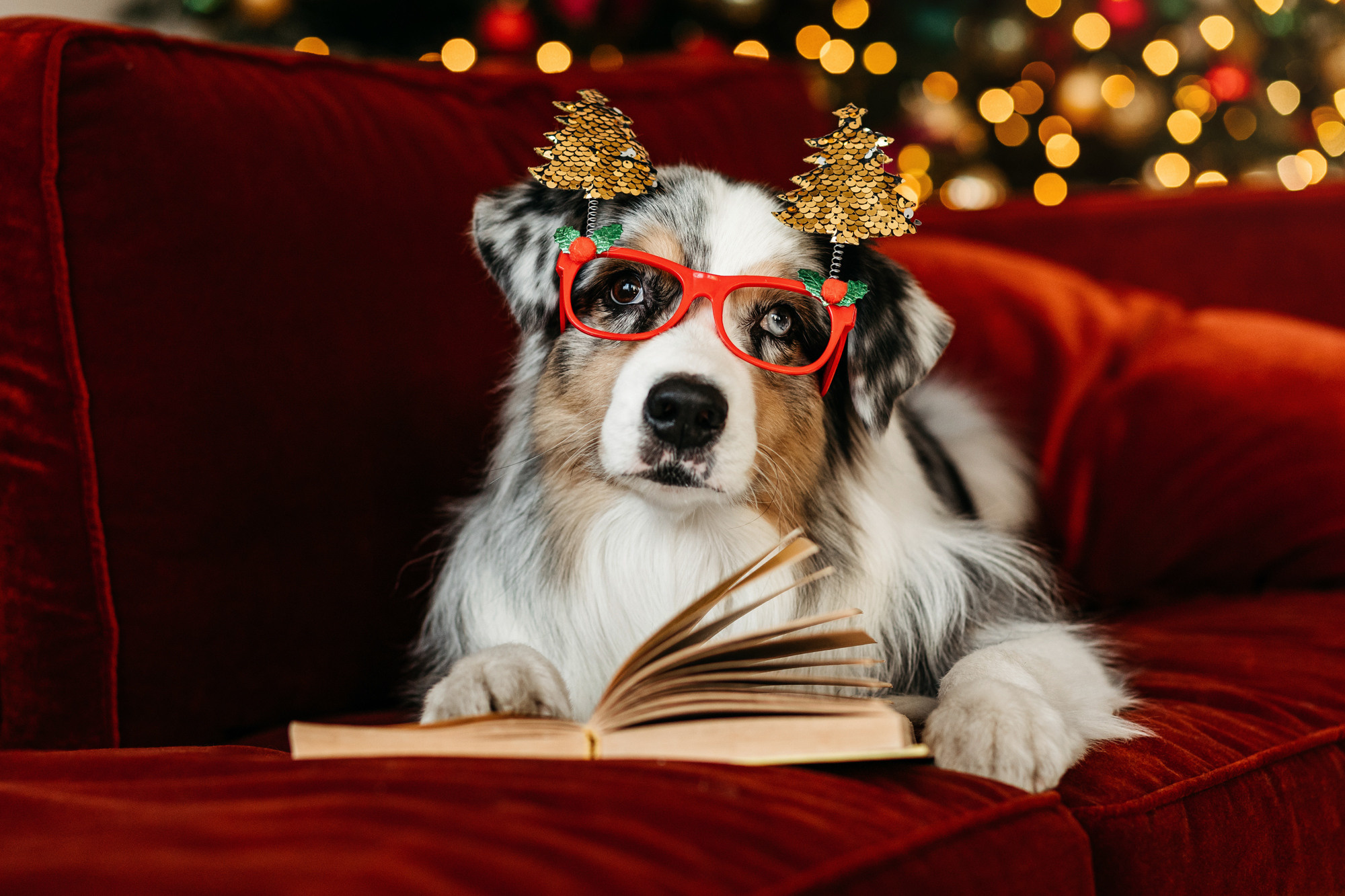 Настя и аусси. Фотограф-анималист Елена Радченко, Москва