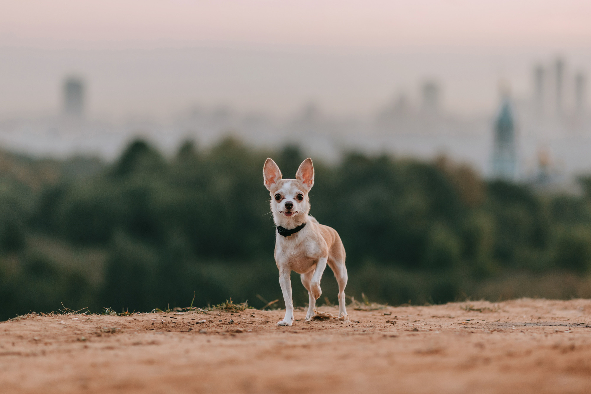 Наталья, Курт и Джуля. Фотограф-анималист Елена Радченко, Москва