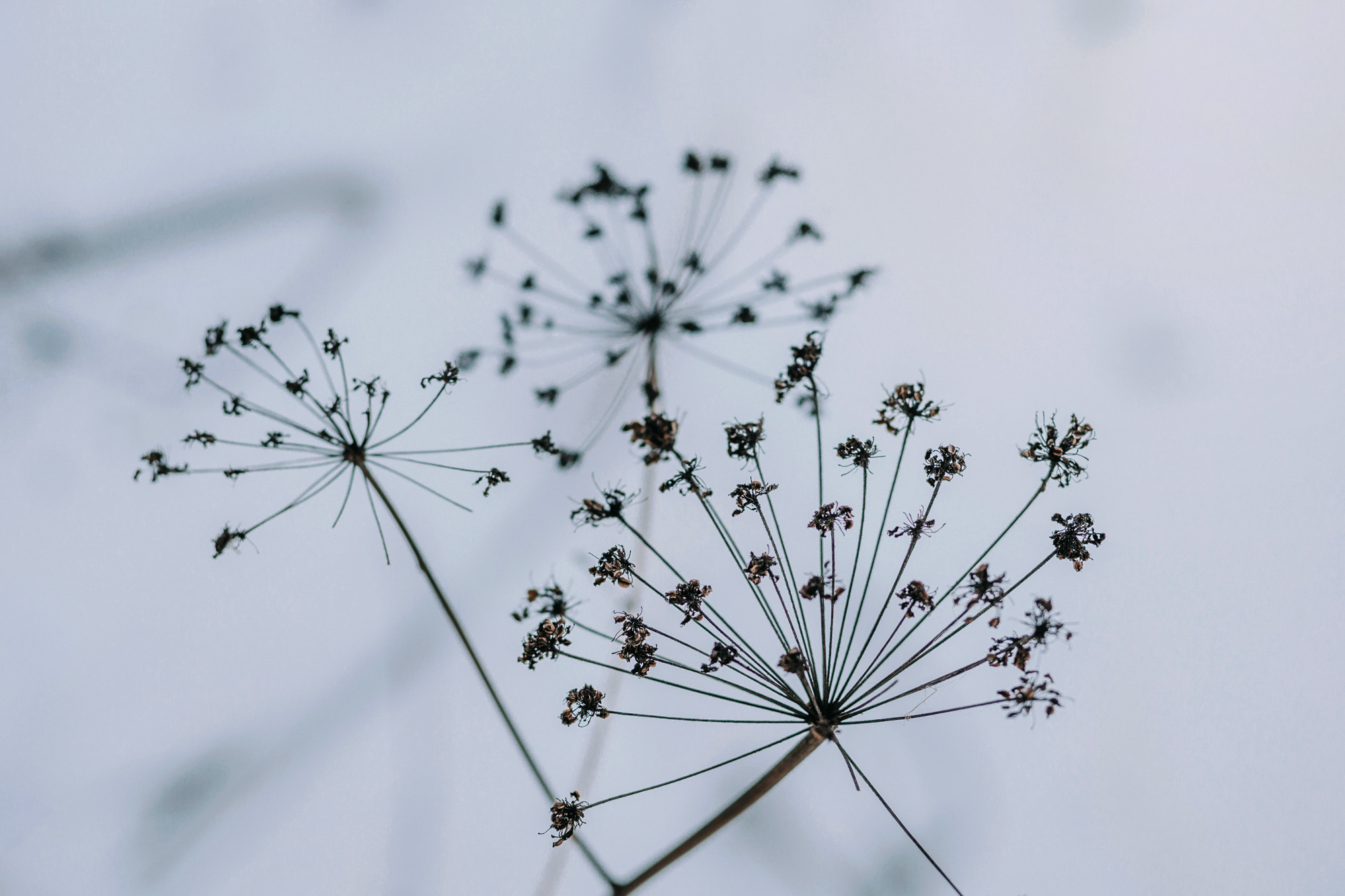 Аня и Фил. Фотограф-анималист Елена Радченко, Москва
