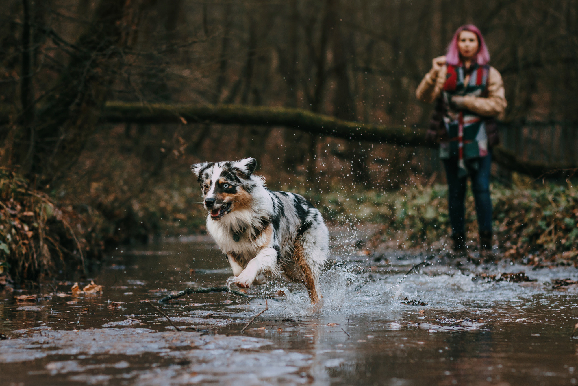 Анна, Чарли и Ева. Фотограф-анималист Елена Радченко, Москва