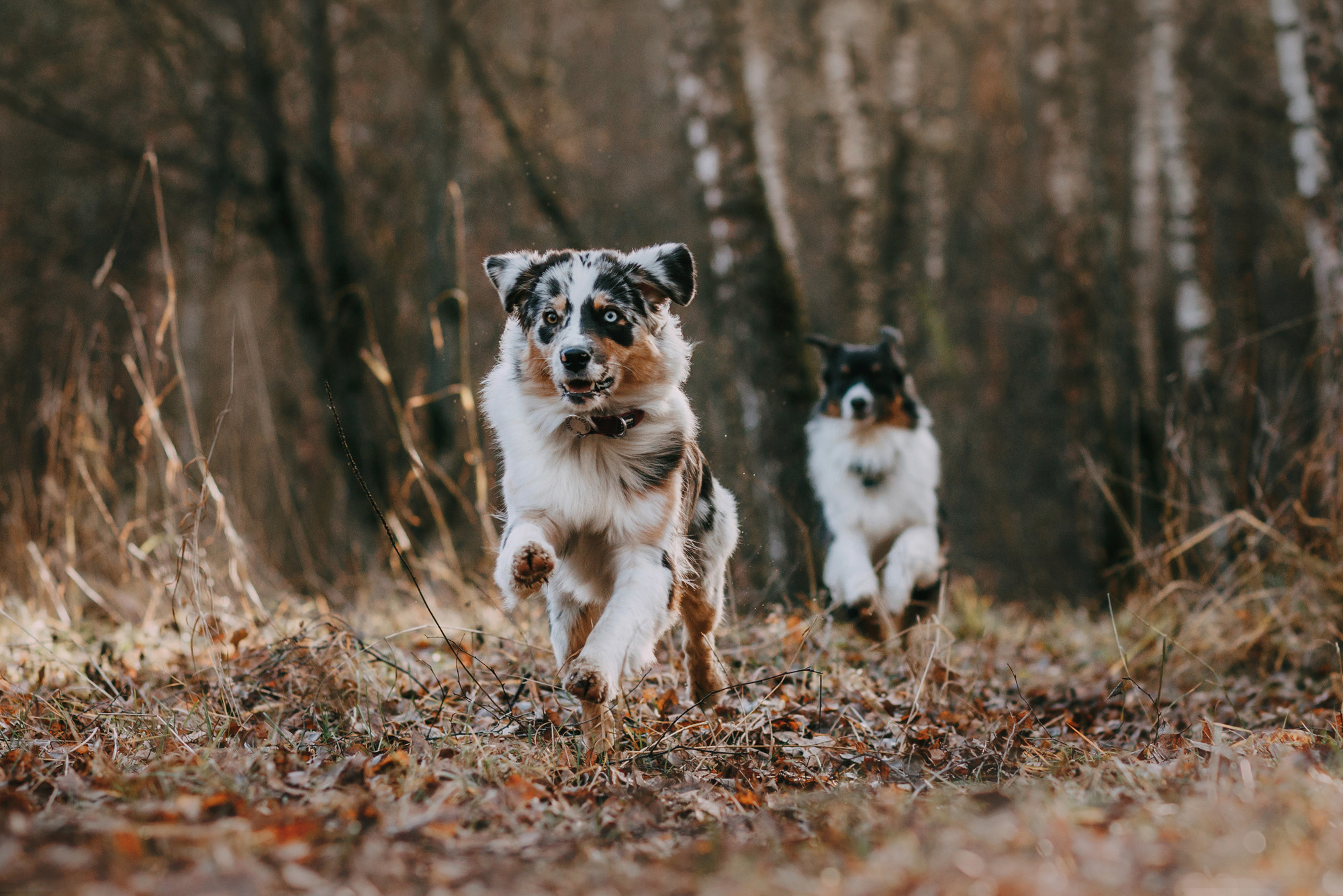 Анна, Чарли и Ева. Фотограф-анималист Елена Радченко, Москва